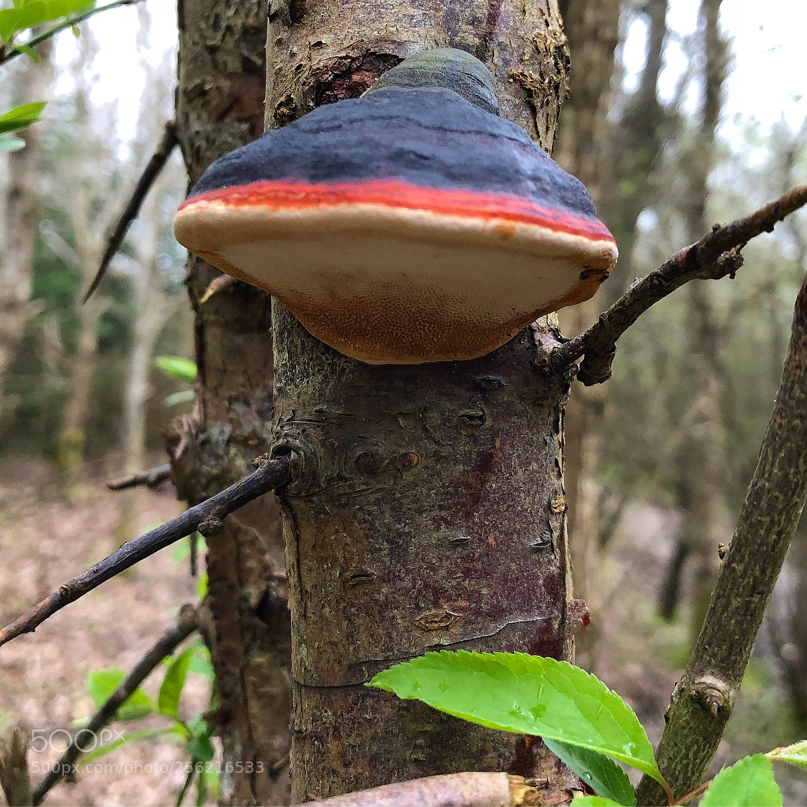 Apple iPhone 8 Plus sample photo. Mushroom in nature photography