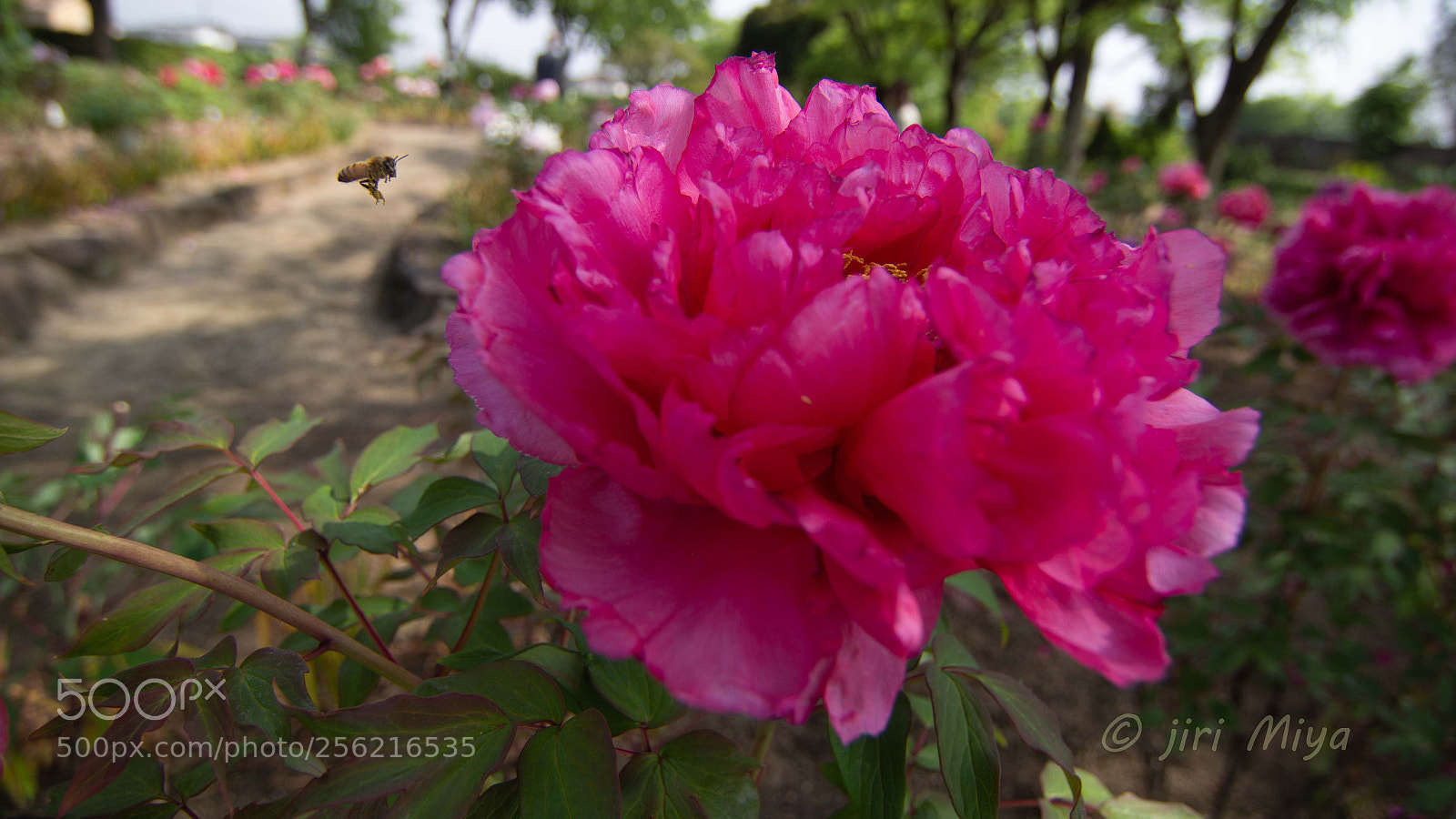 Canon EOS 600D (Rebel EOS T3i / EOS Kiss X5) sample photo. Visiting a flower photography