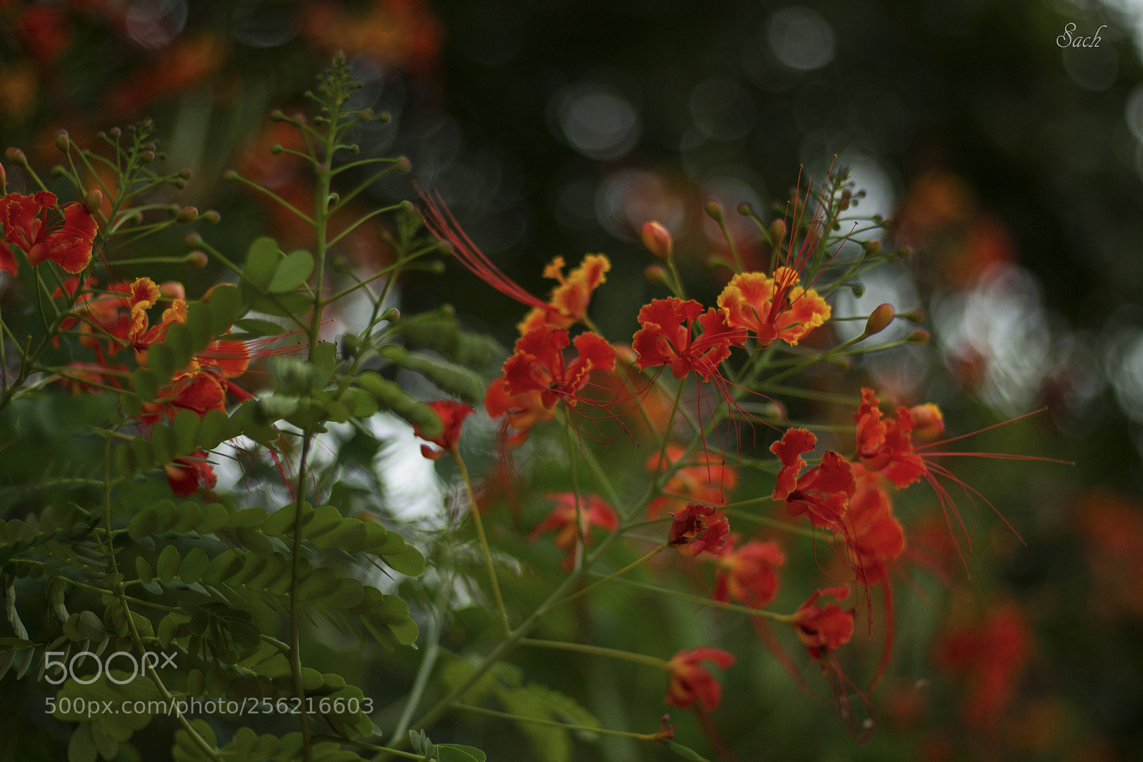 Canon EOS 700D (EOS Rebel T5i / EOS Kiss X7i) sample photo. Bokeh... photography