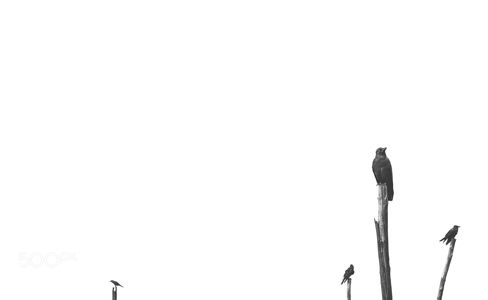 Nikon D610 sample photo. Crows photography