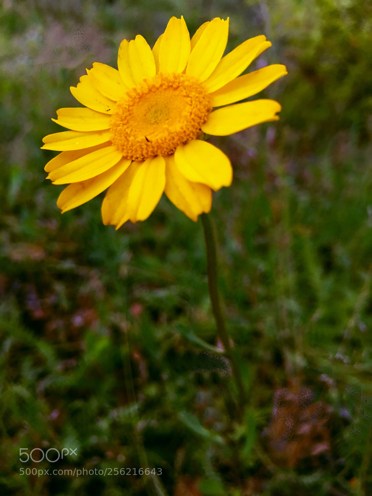 Apple iPhone 6s Plus sample photo. Flor photography