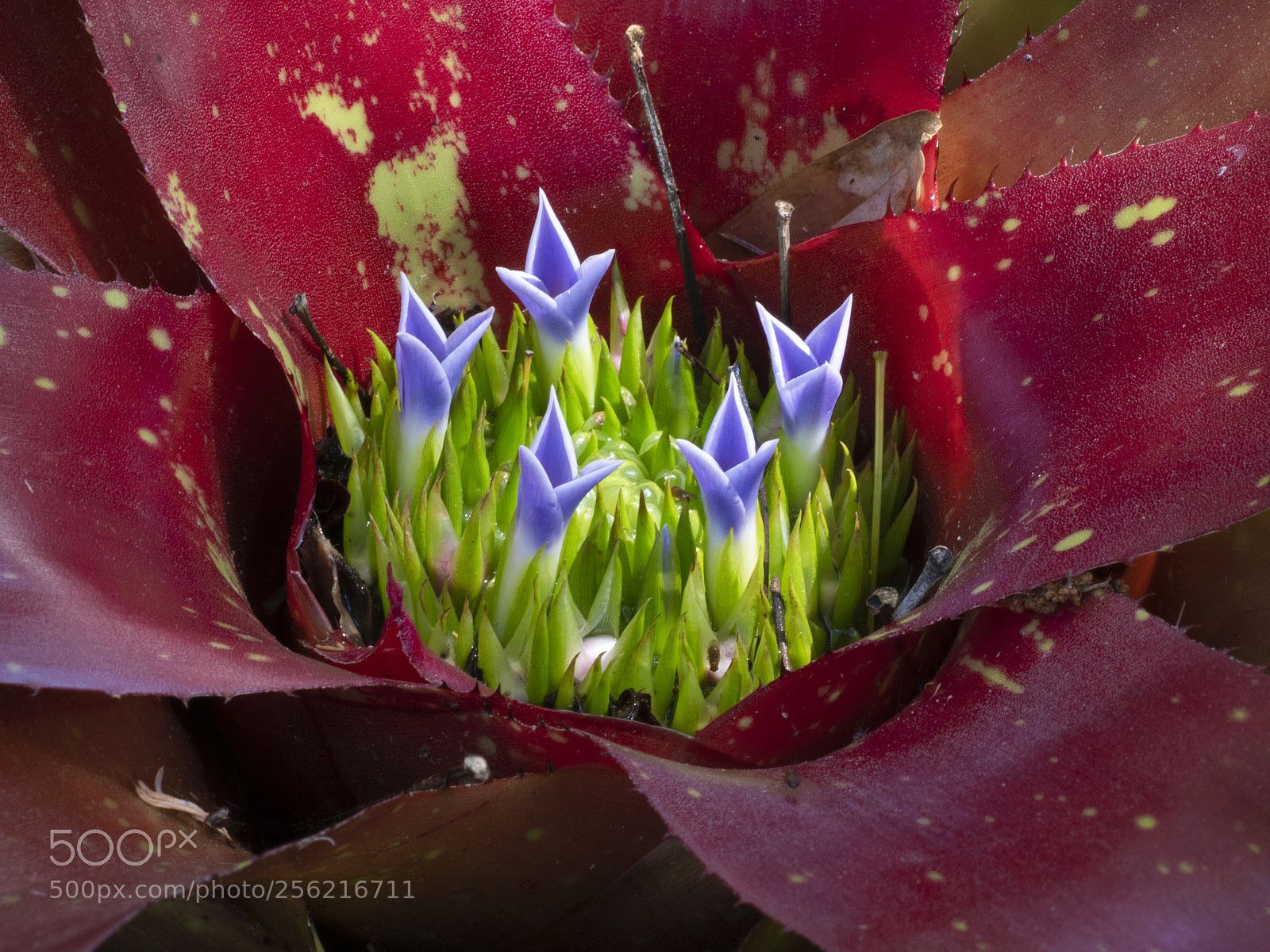 Olympus OM-D E-M1 Mark II sample photo. Bromeliad photography