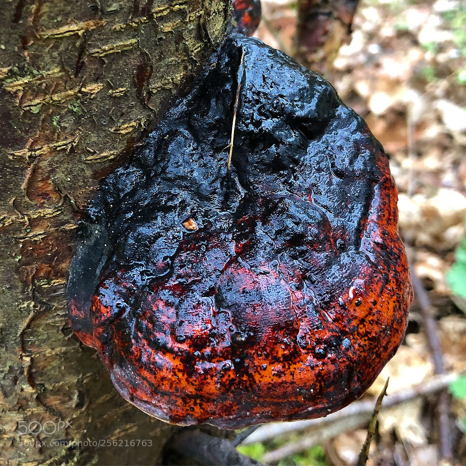 Apple iPhone 8 Plus sample photo. Mushroombeauty photography