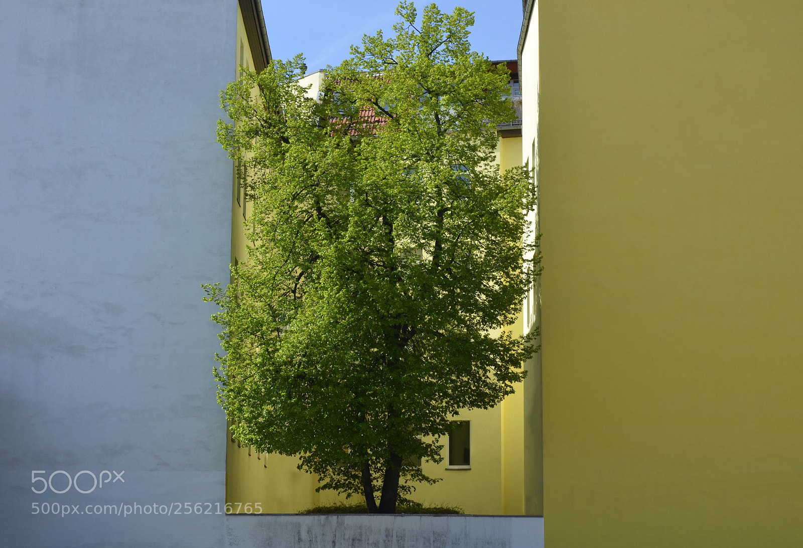 Nikon D7000 sample photo. Nature in between  photography