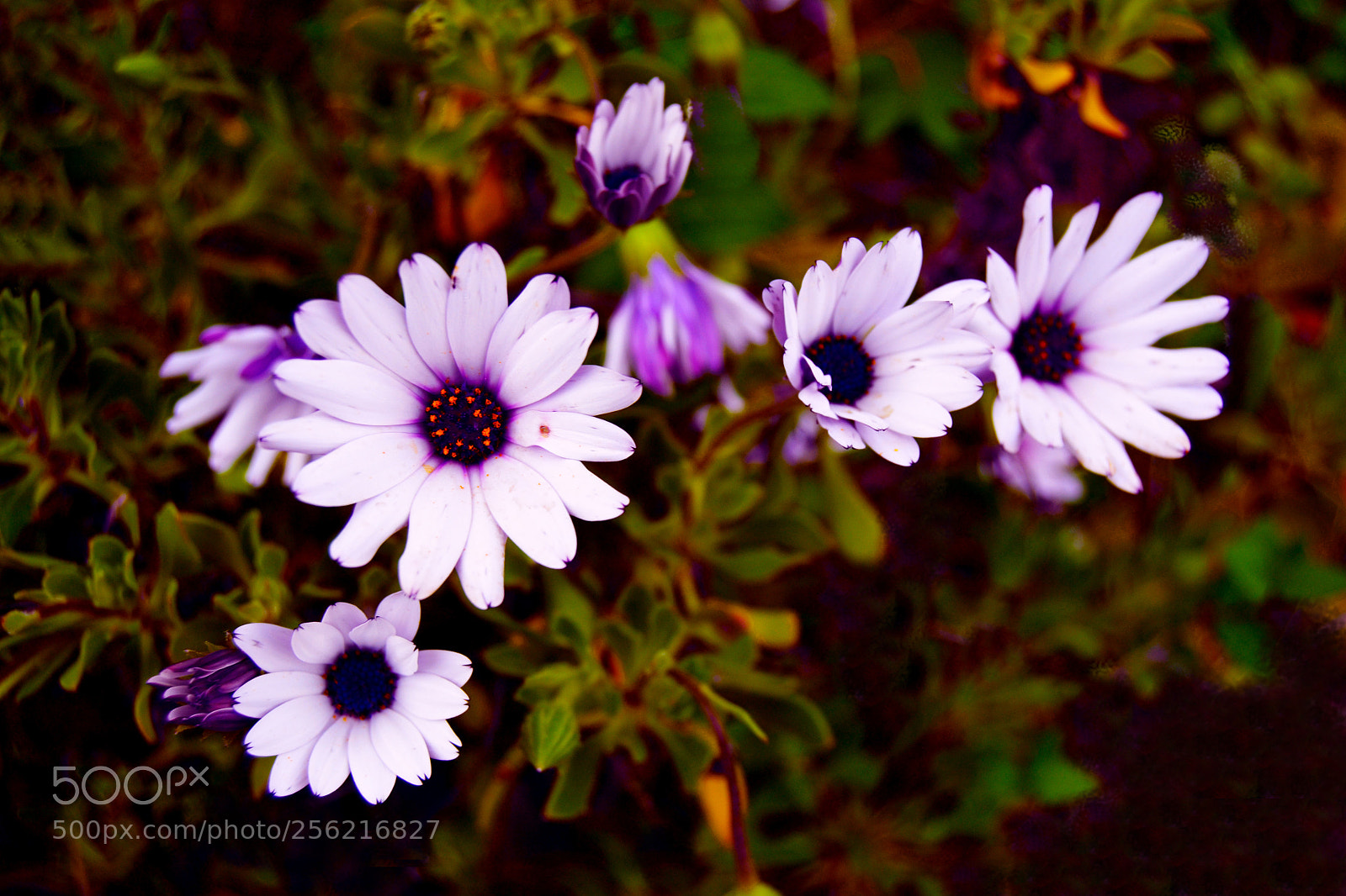Nikon D3100 sample photo. Flores photography