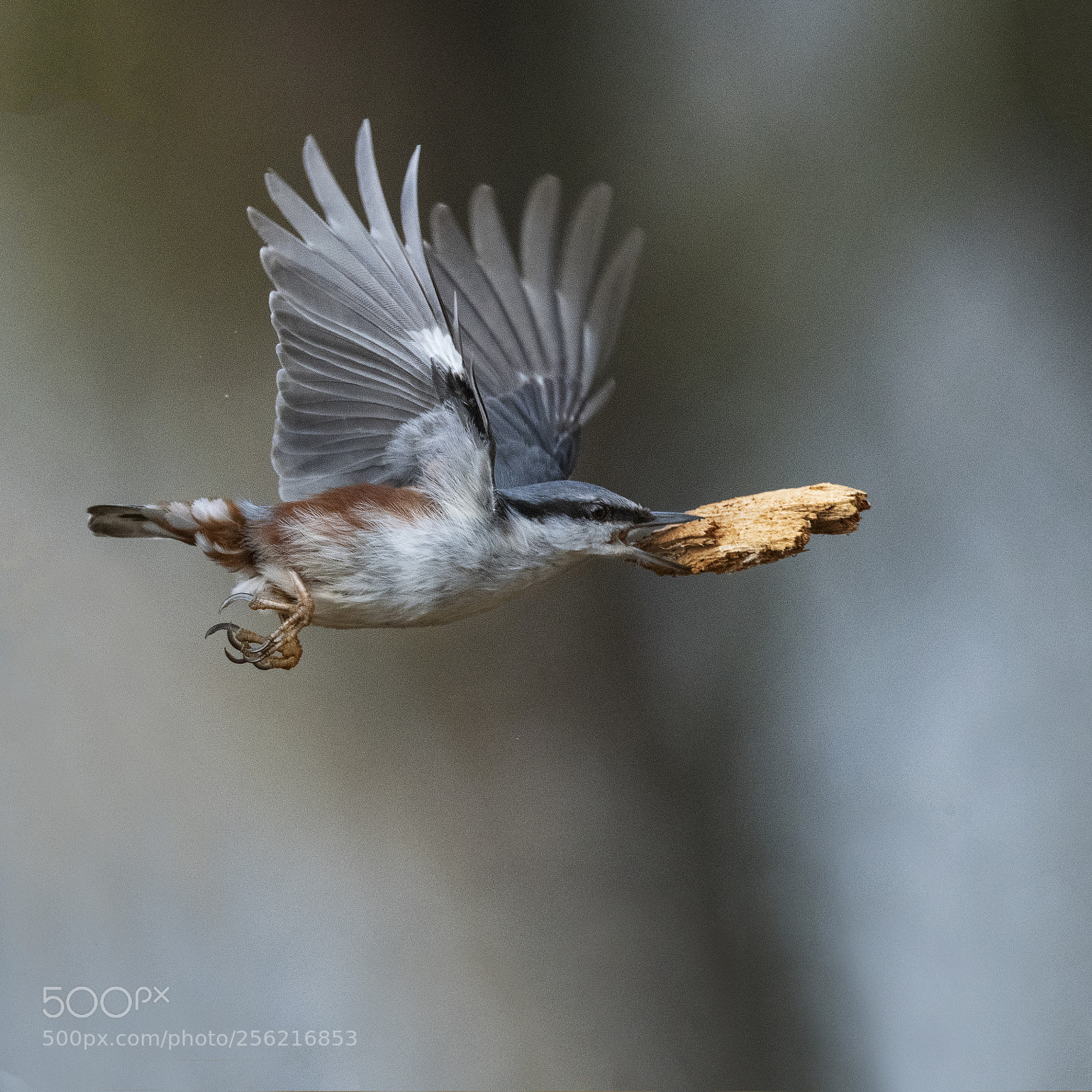 Nikon D850 sample photo. Nuthatch - sitta europaea photography