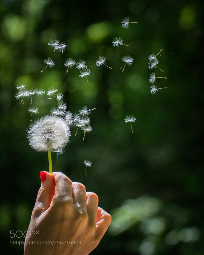 Nikon D5600 sample photo. Blowball photography