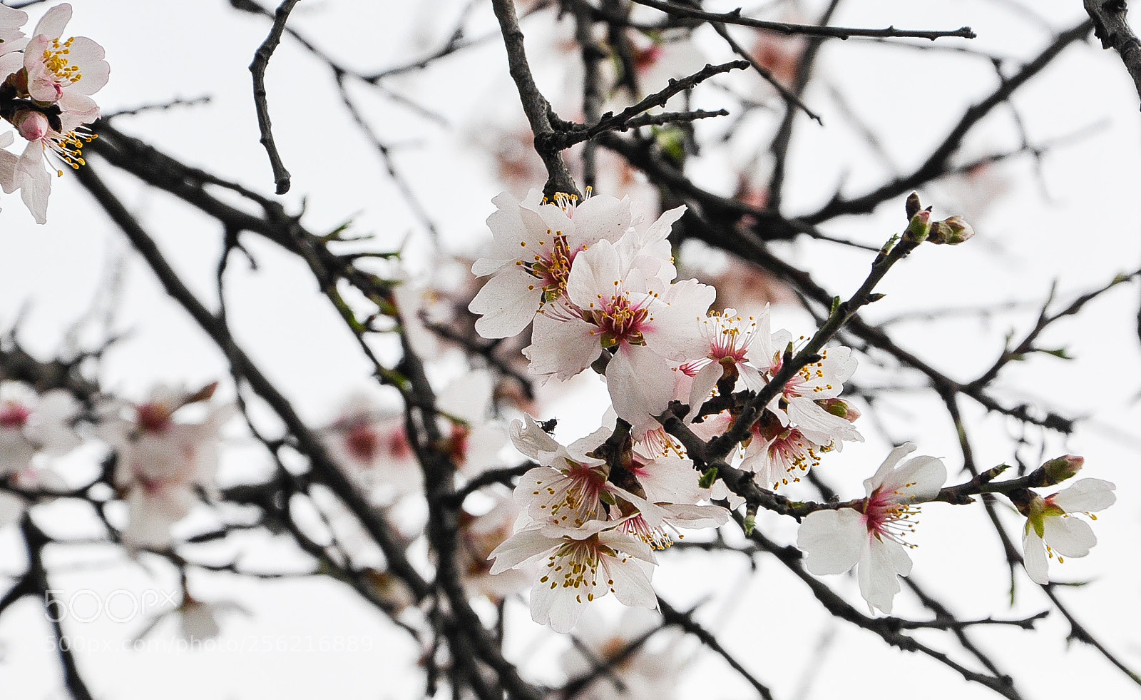 Nikon D90 sample photo. Cherry photography