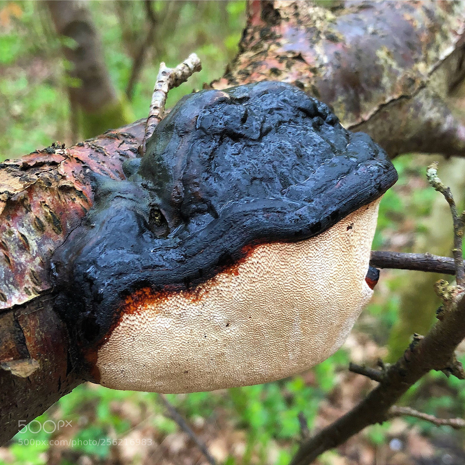 Apple iPhone 8 Plus sample photo. Lovely mushroom photography