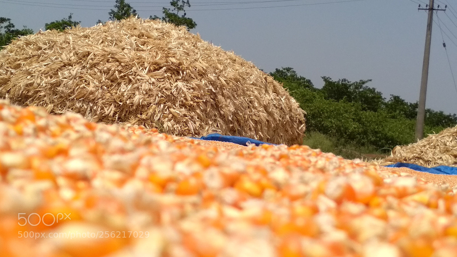 Xiaomi Redmi 4 Pro sample photo. Corn photography