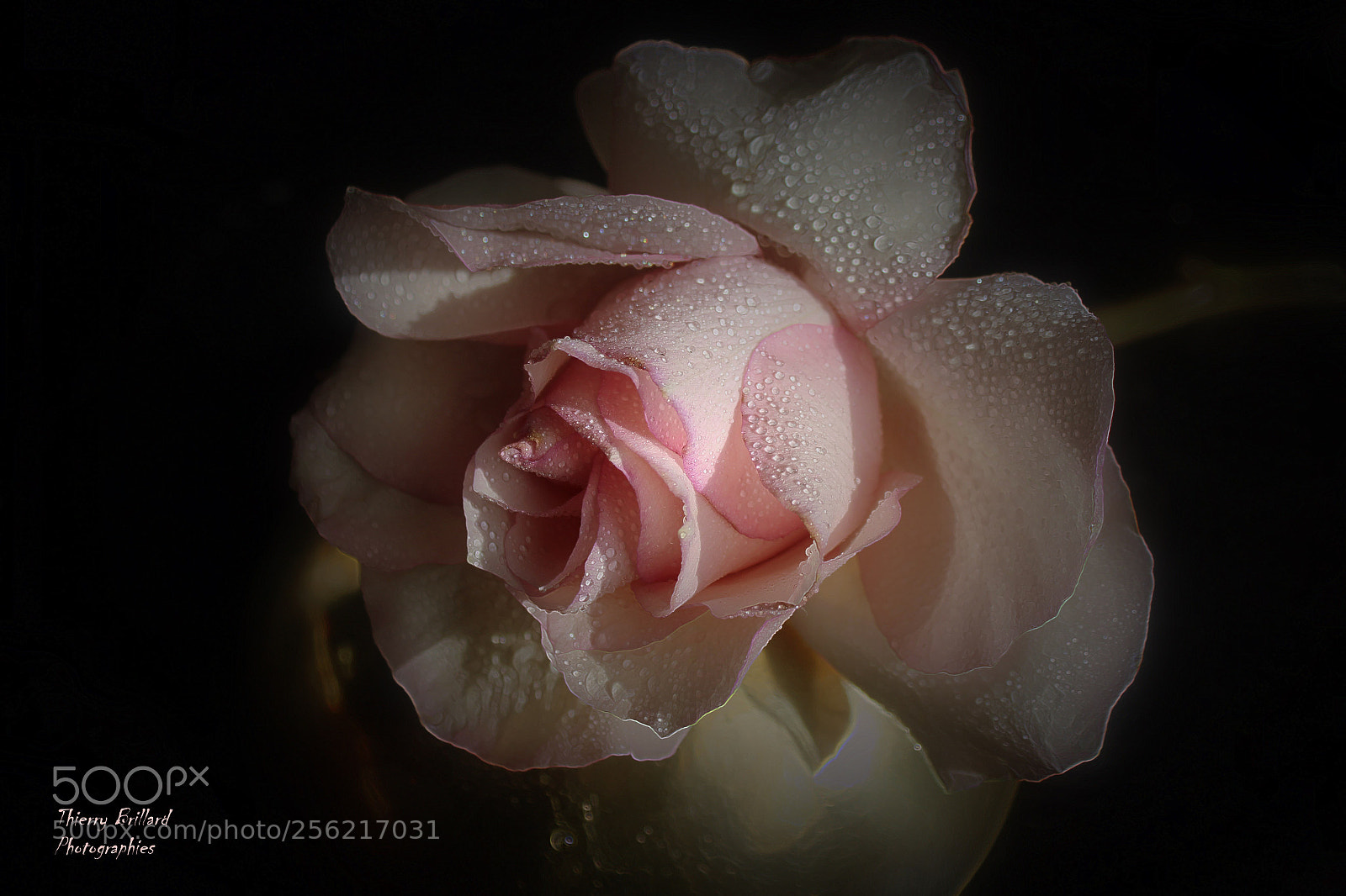 Canon EOS 600D (Rebel EOS T3i / EOS Kiss X5) sample photo. Rose rose et gouttelettes photography