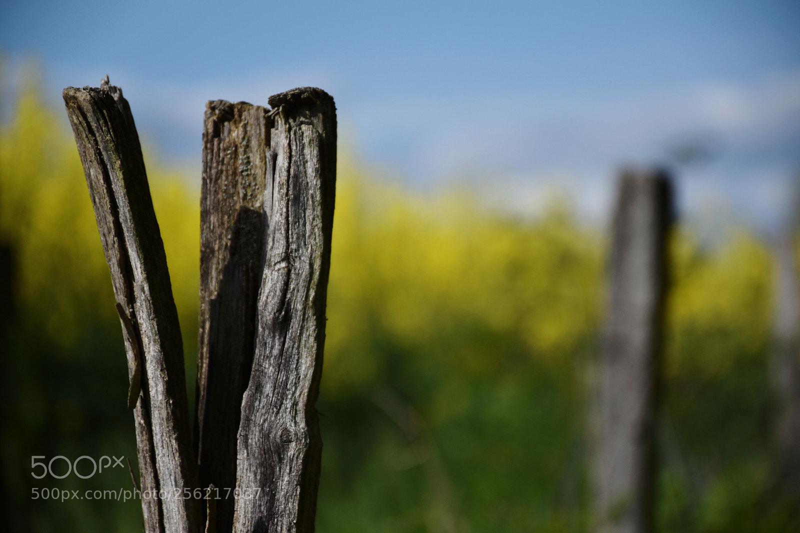 Nikon D5600 sample photo. Untitled photography