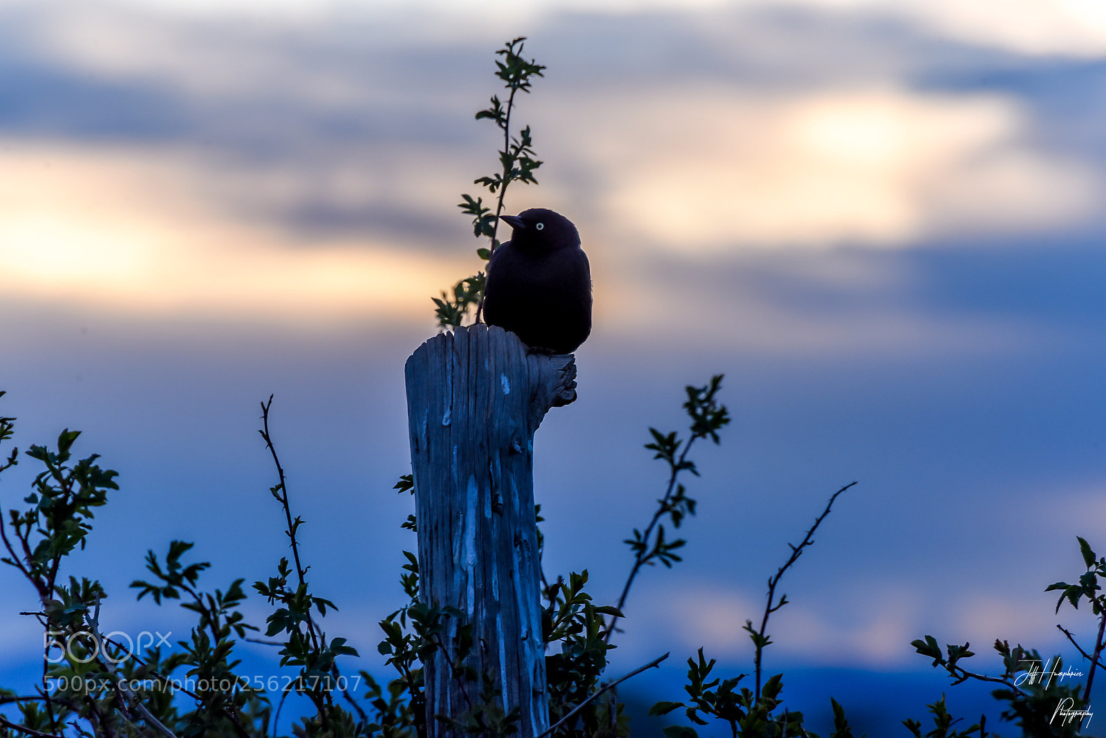 Nikon D810 sample photo. Blackbird on a post photography