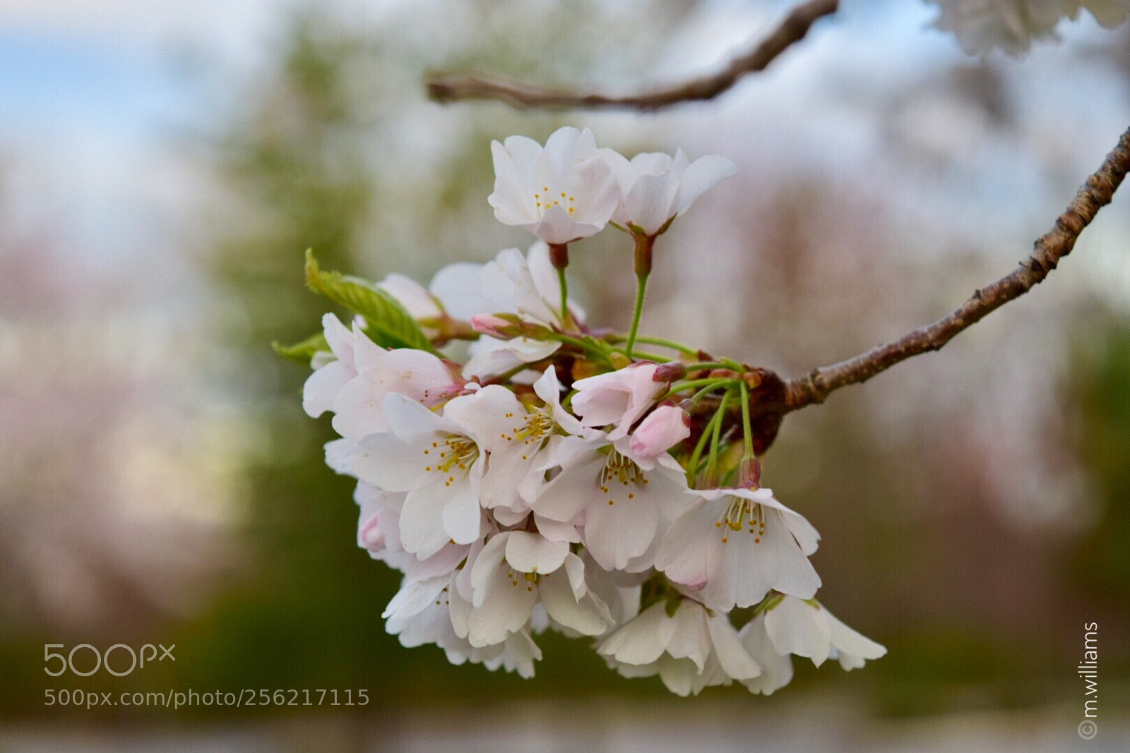 Nikon D3300 sample photo. “cherry blossoms “ photography