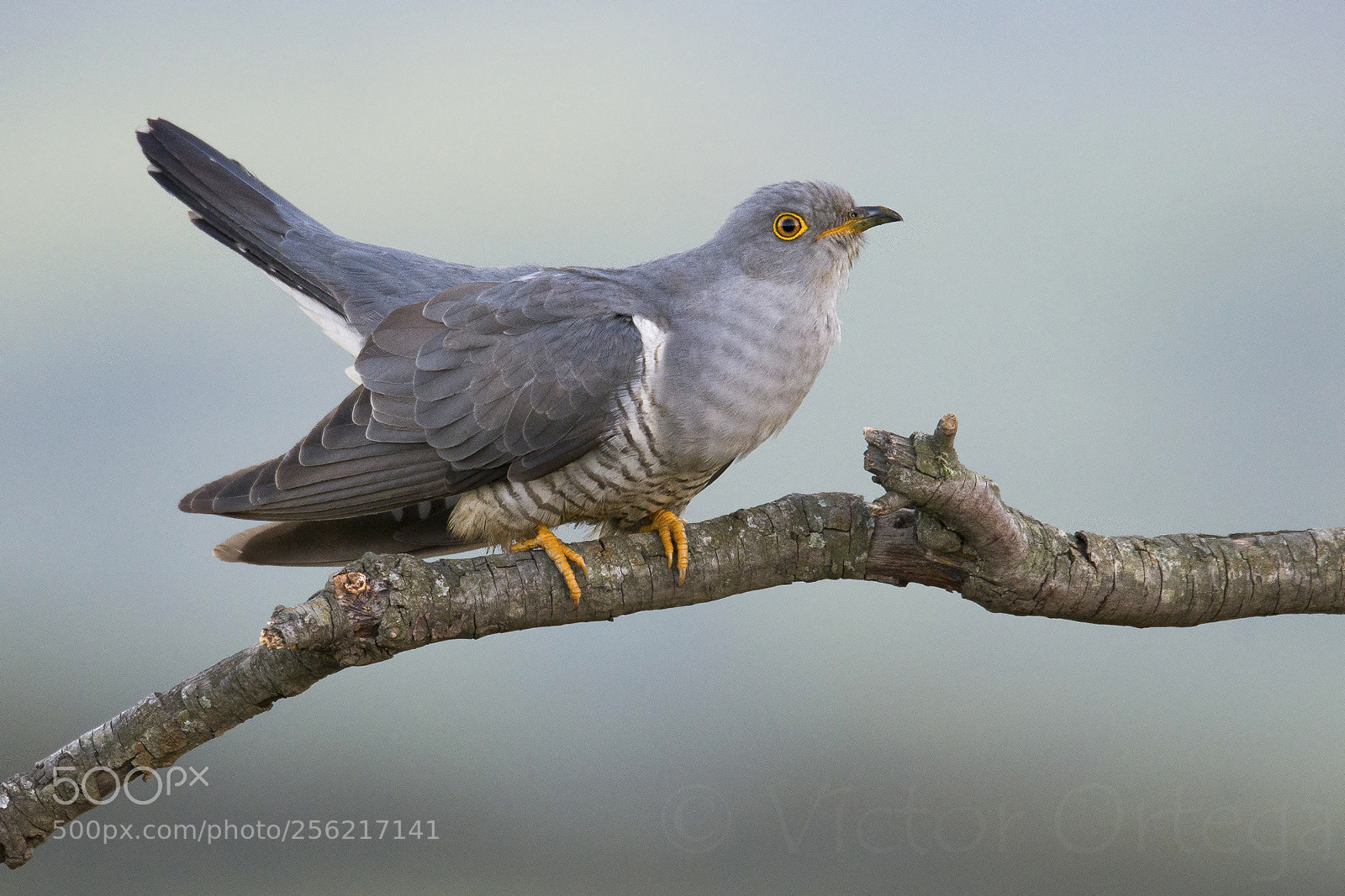 Nikon D500 sample photo. Common cuckoo photography