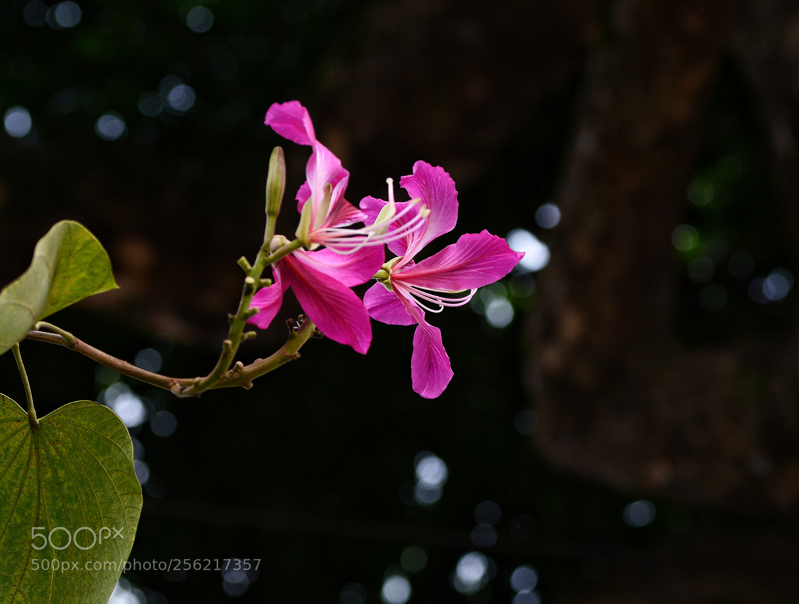 Nikon D7100 sample photo. Untitled photography