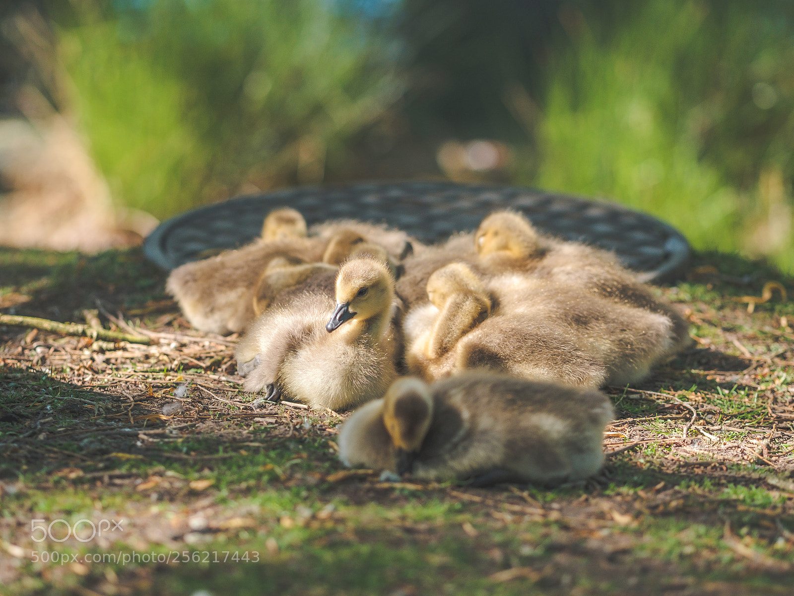 Fujifilm X-T2 sample photo. Baby ducklings in vancouver photography
