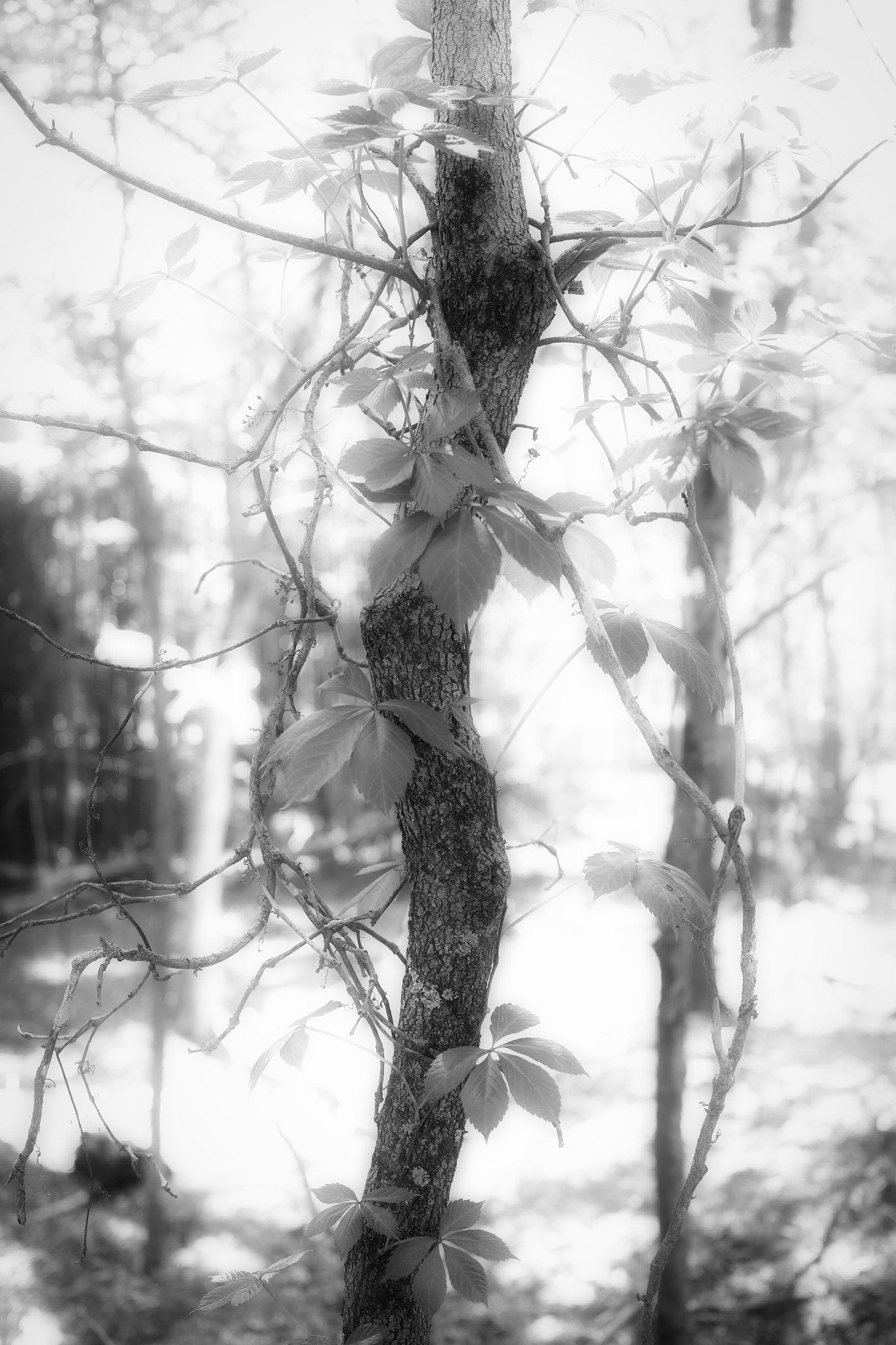 Sigma DP2 Merrill sample photo. Virginia creeper on dogwood photography