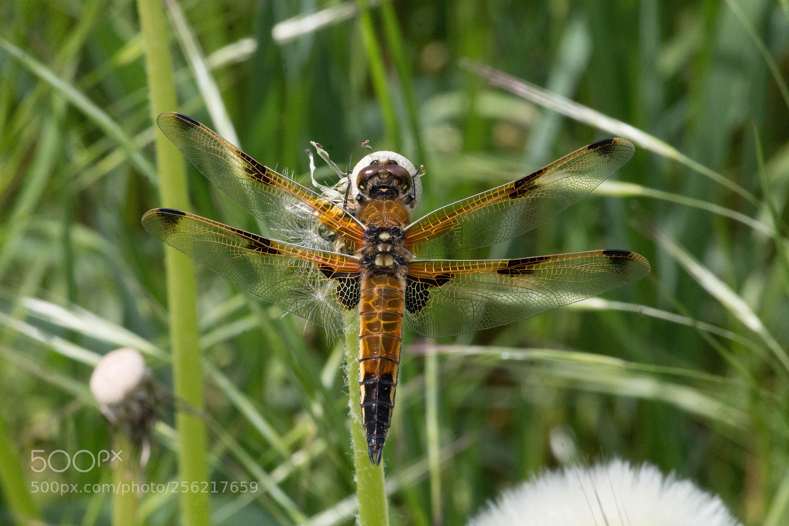 Canon EOS 70D sample photo. Vierfleck (libellula quadrimaculata) photography
