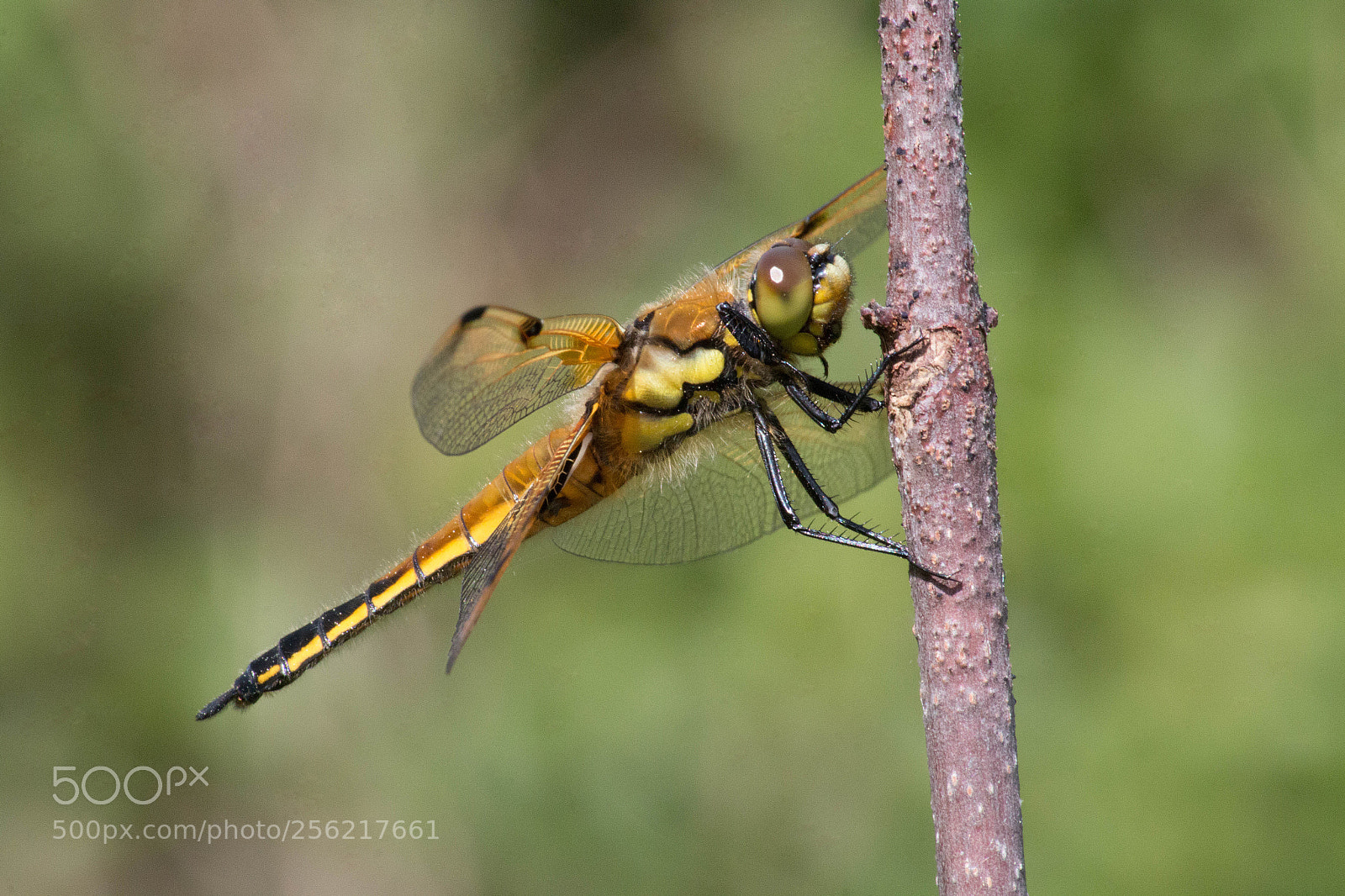 Canon EOS 70D sample photo. Vierfleck (libellula quadrimaculata) photography