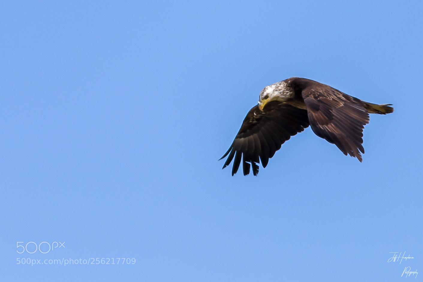 Nikon D810 sample photo. Young bald eagle photography