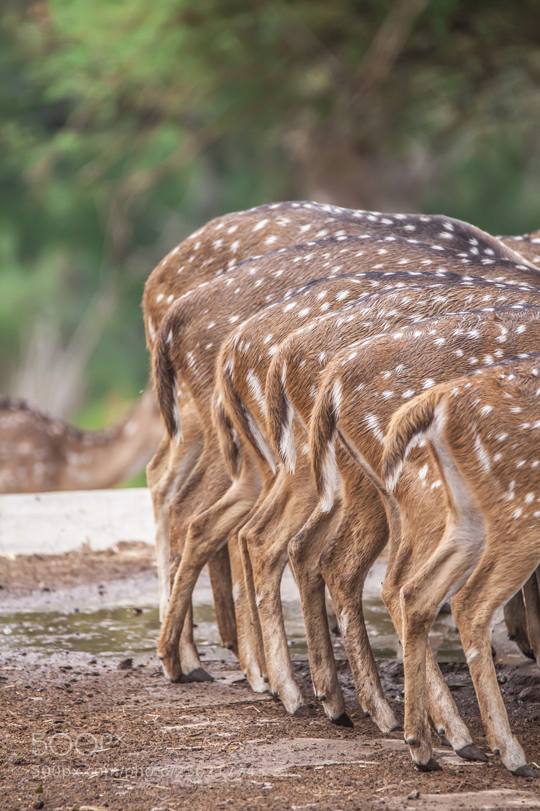 Canon EOS 5D Mark II sample photo. Symmetry? deer o deer! photography