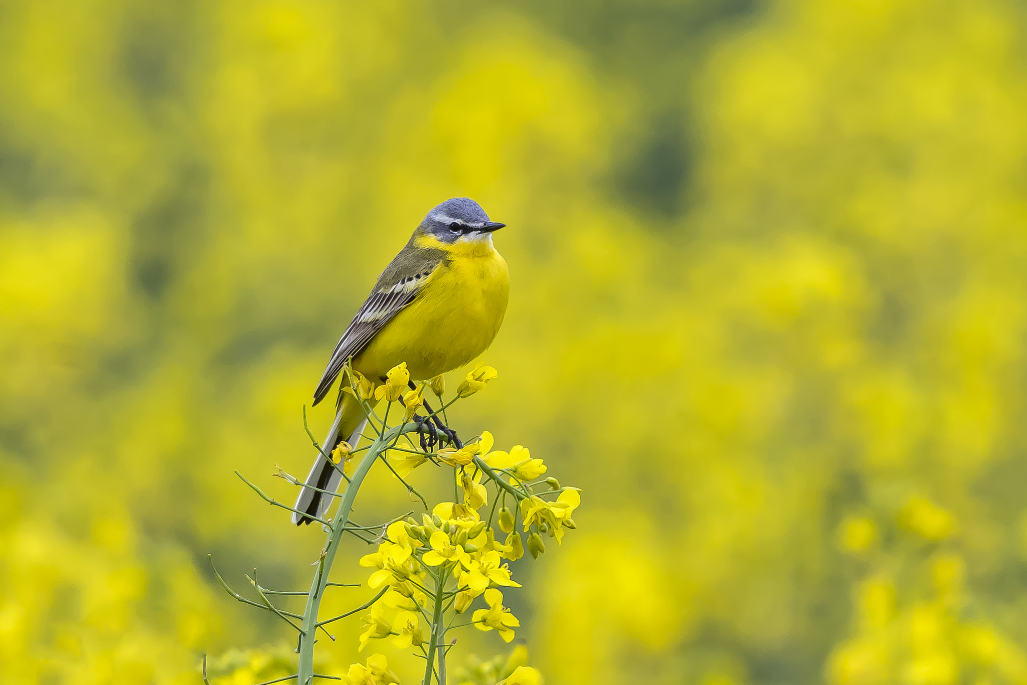Pentax KP sample photo. Western yellow wagtail photography