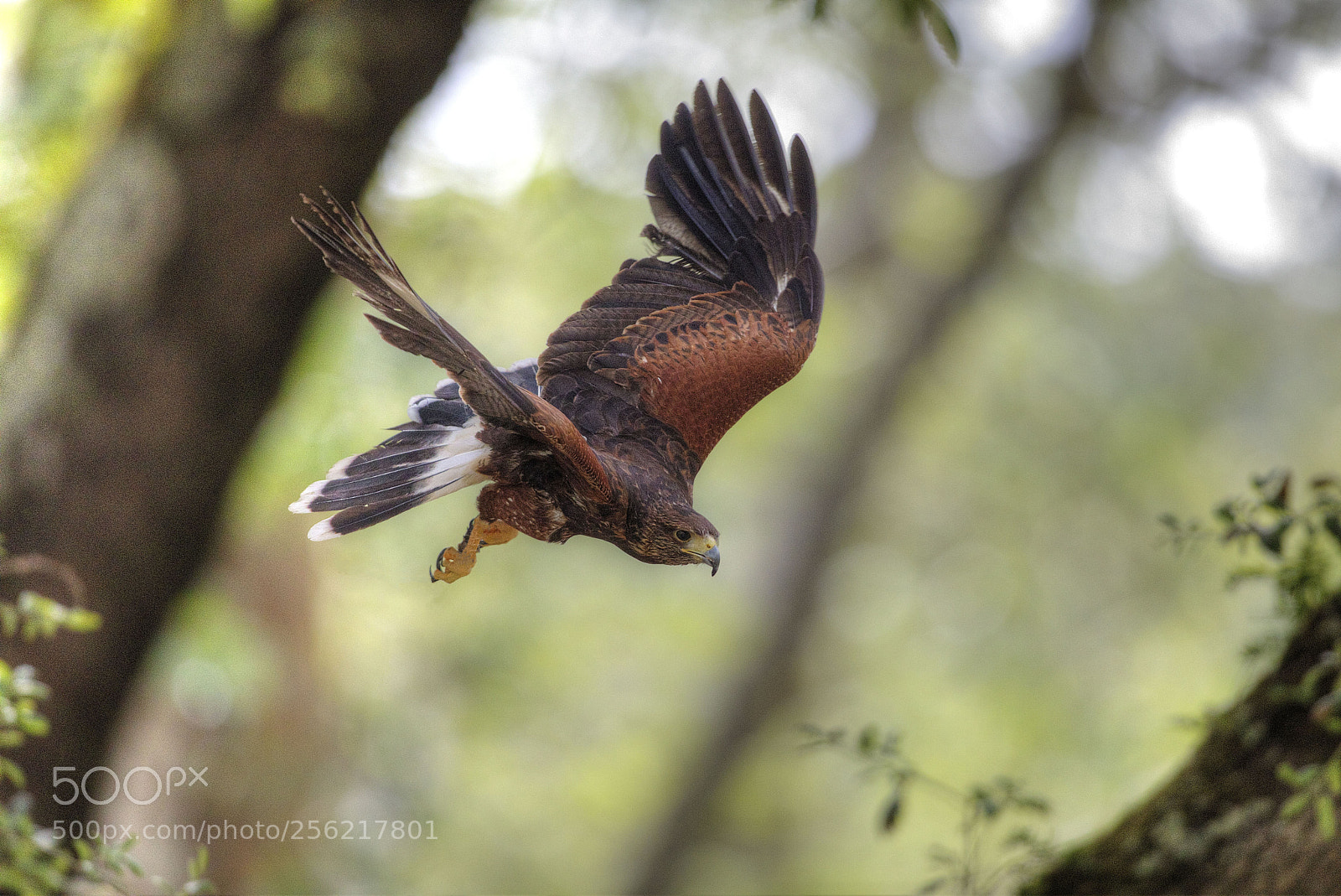 Canon EOS 5D Mark IV sample photo. Tapada mafra falcao harris's photography