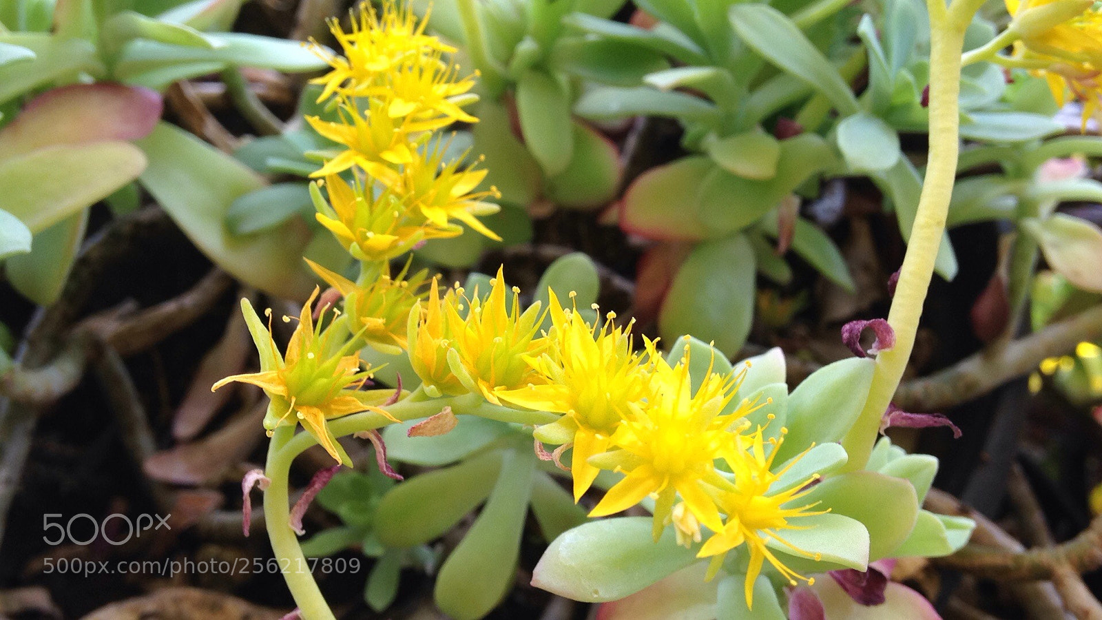 Apple iPhone 5c sample photo. Flower  photography