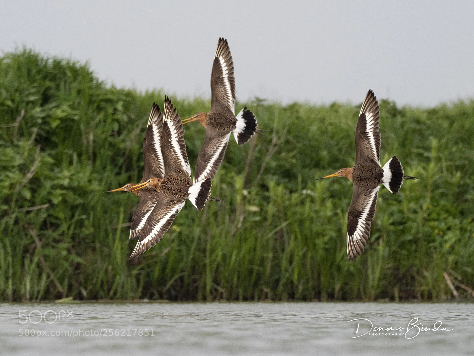 Olympus OM-D E-M1 Mark II sample photo. Black-tailed godwits photography