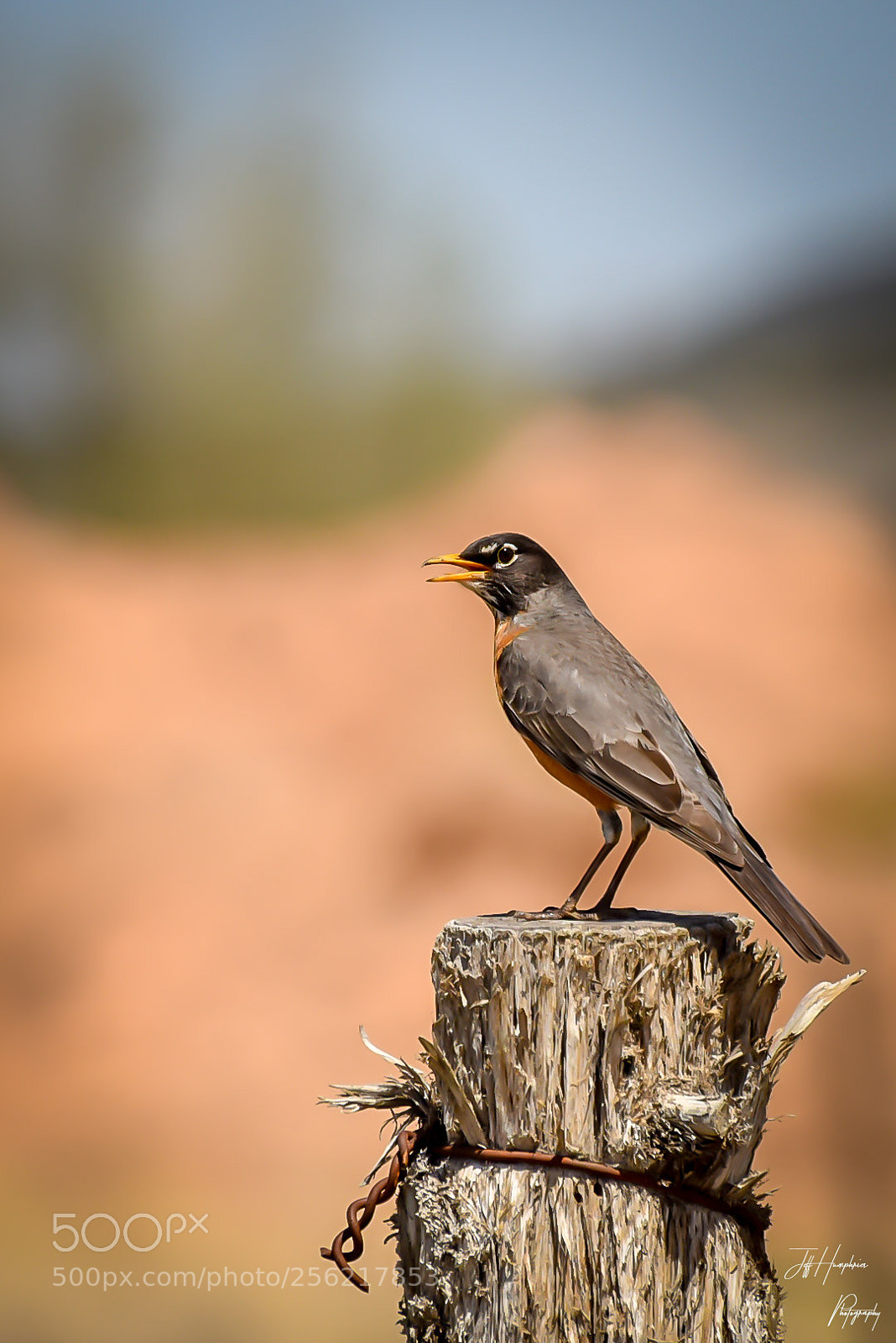 Nikon D810 sample photo. Aprilbird on posthauk on photography