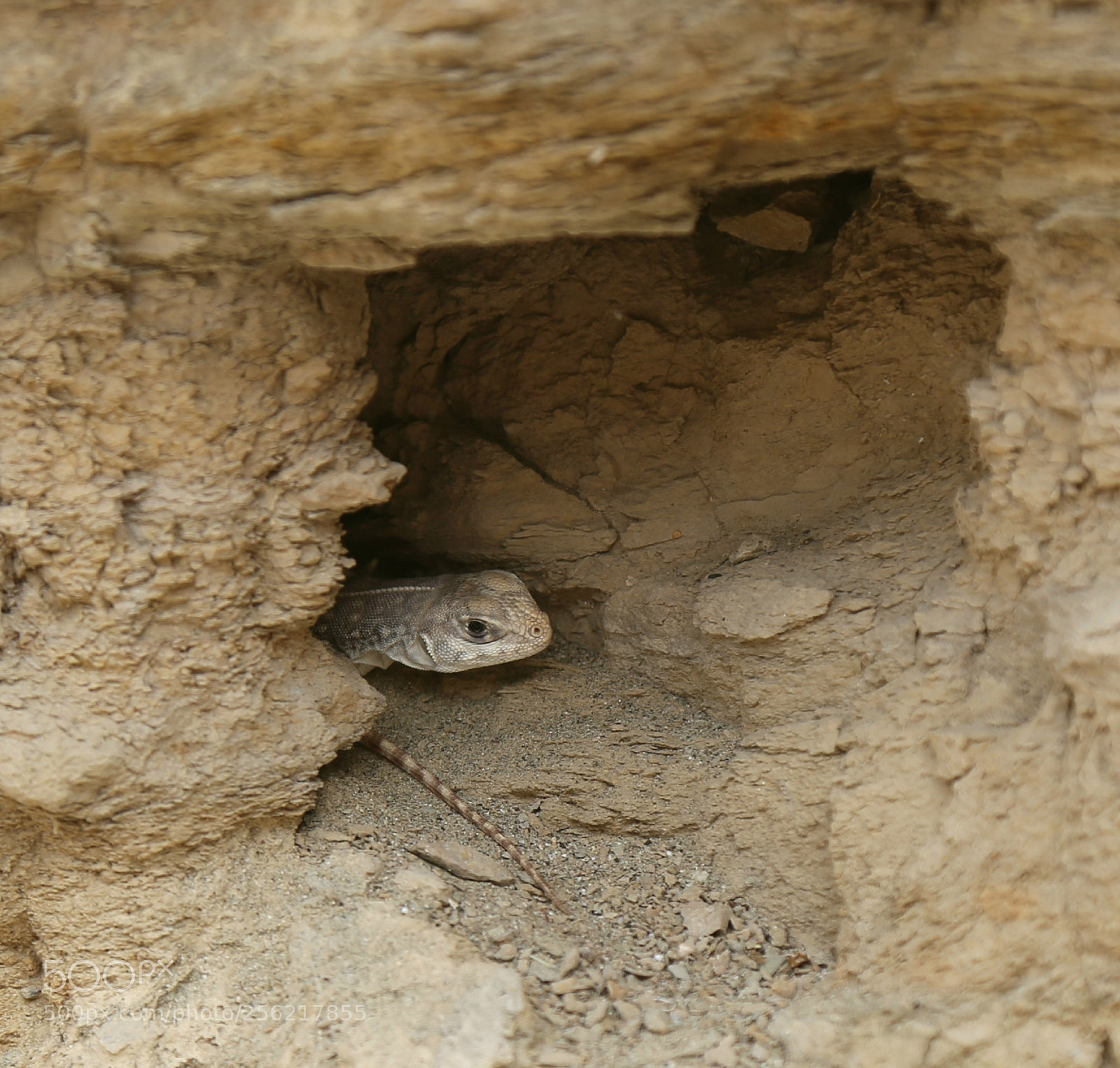 Canon EOS 6D sample photo. Peeking out from its photography
