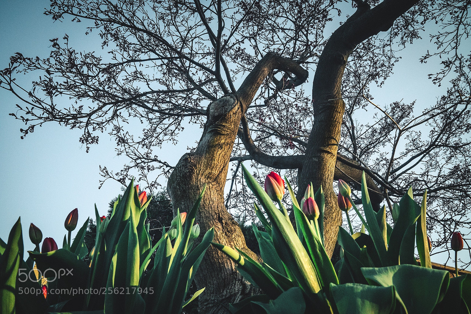 Sony a7R II sample photo. Tulips photography