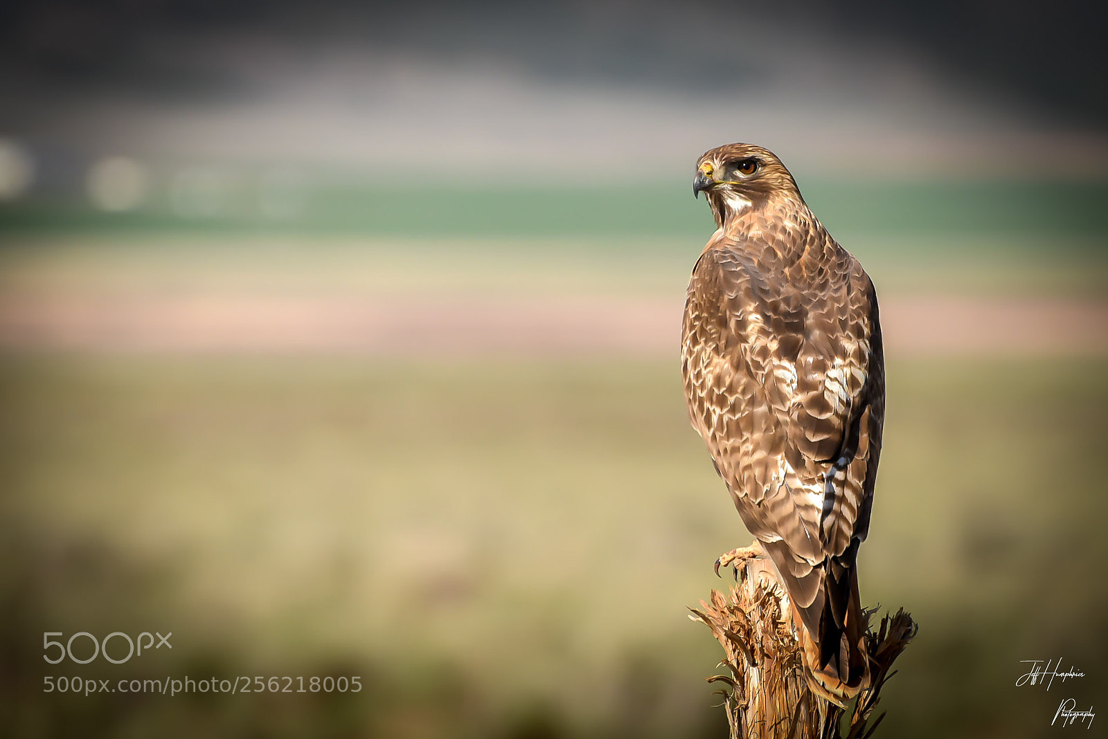 Nikon D810 sample photo. Hauk on post photography
