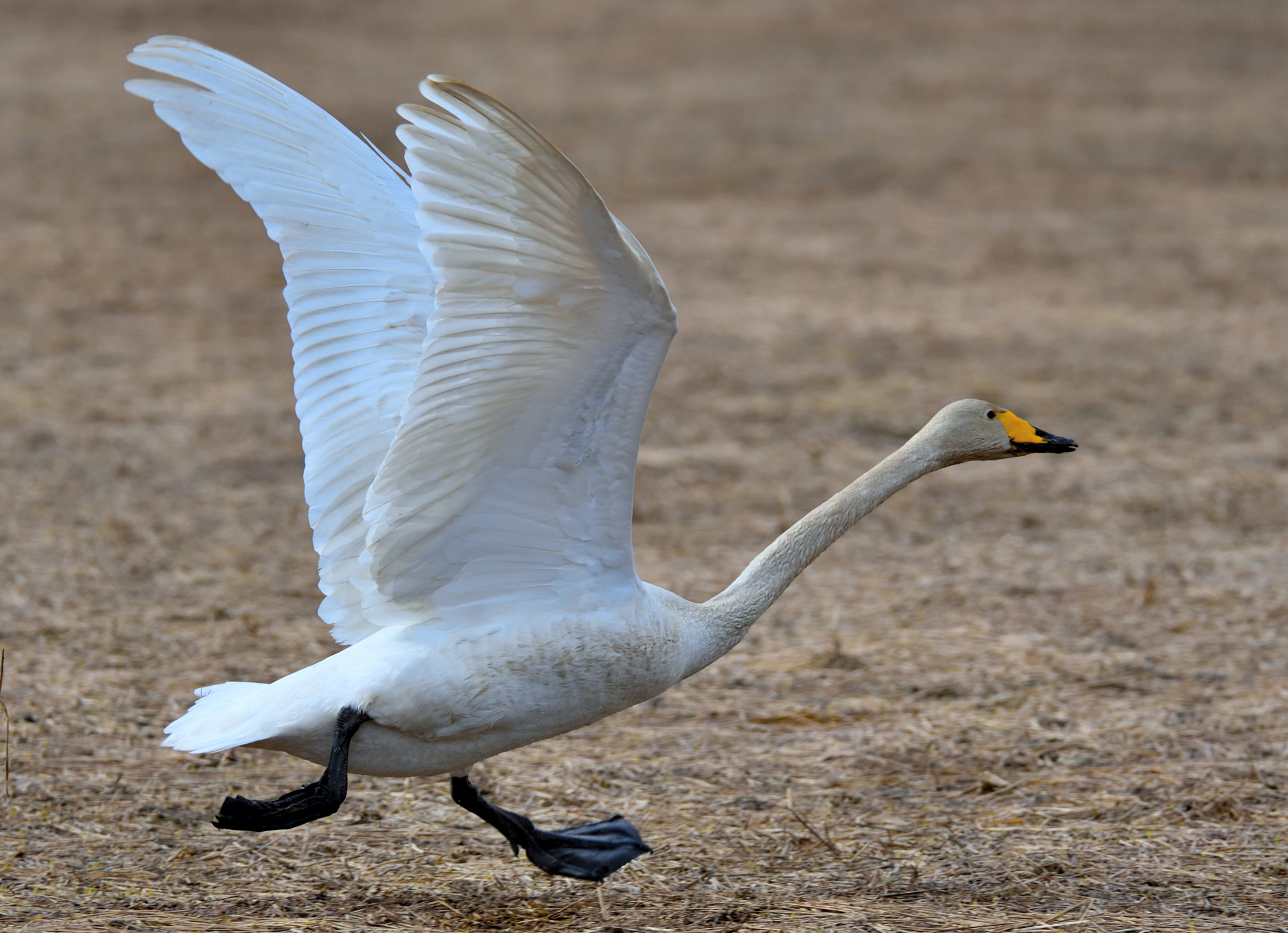 Nikon D750 + Sigma 150-600mm F5-6.3 DG OS HSM | S sample photo. Learning to fly photography