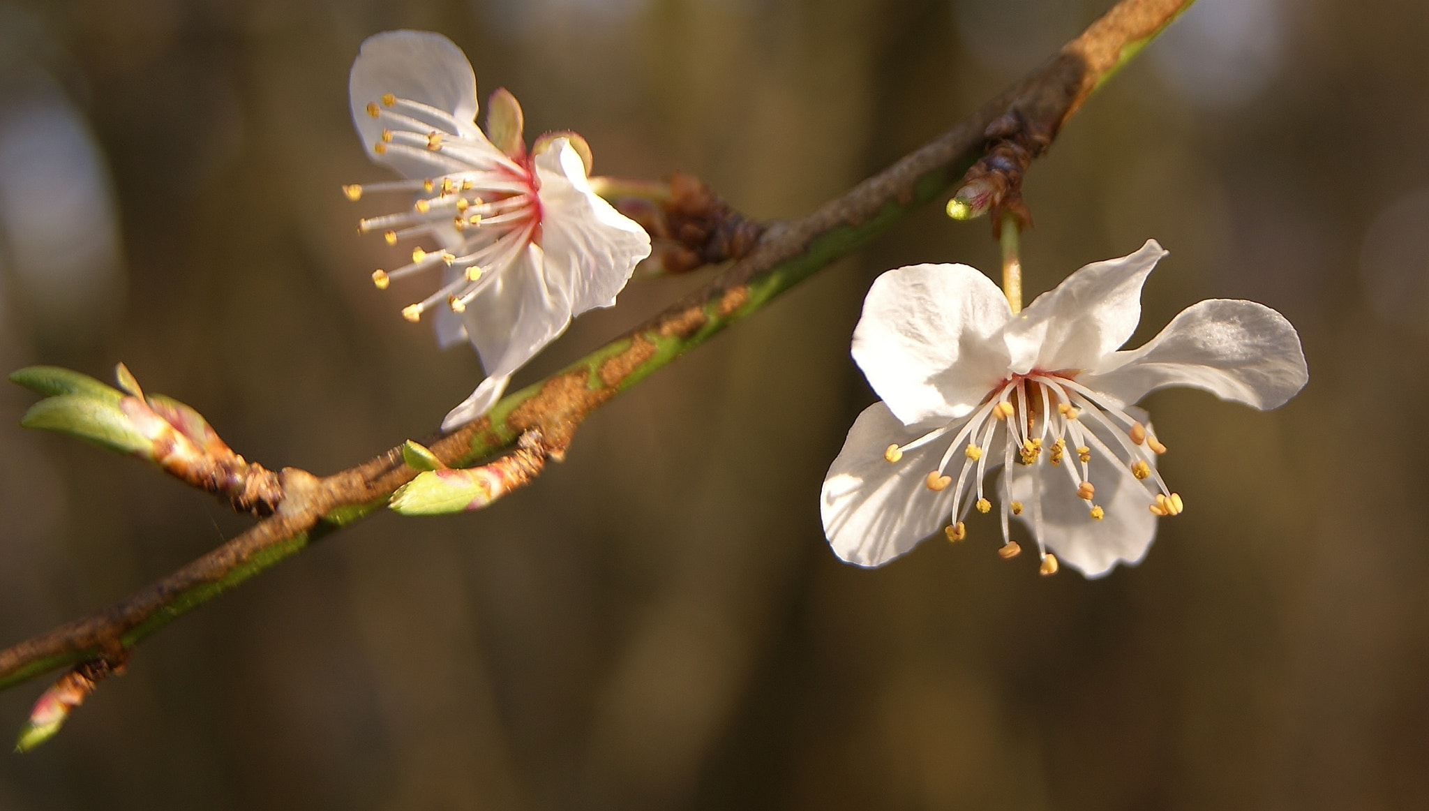 Sony Alpha DSLR-A380 sample photo. White plums dancers.... photography