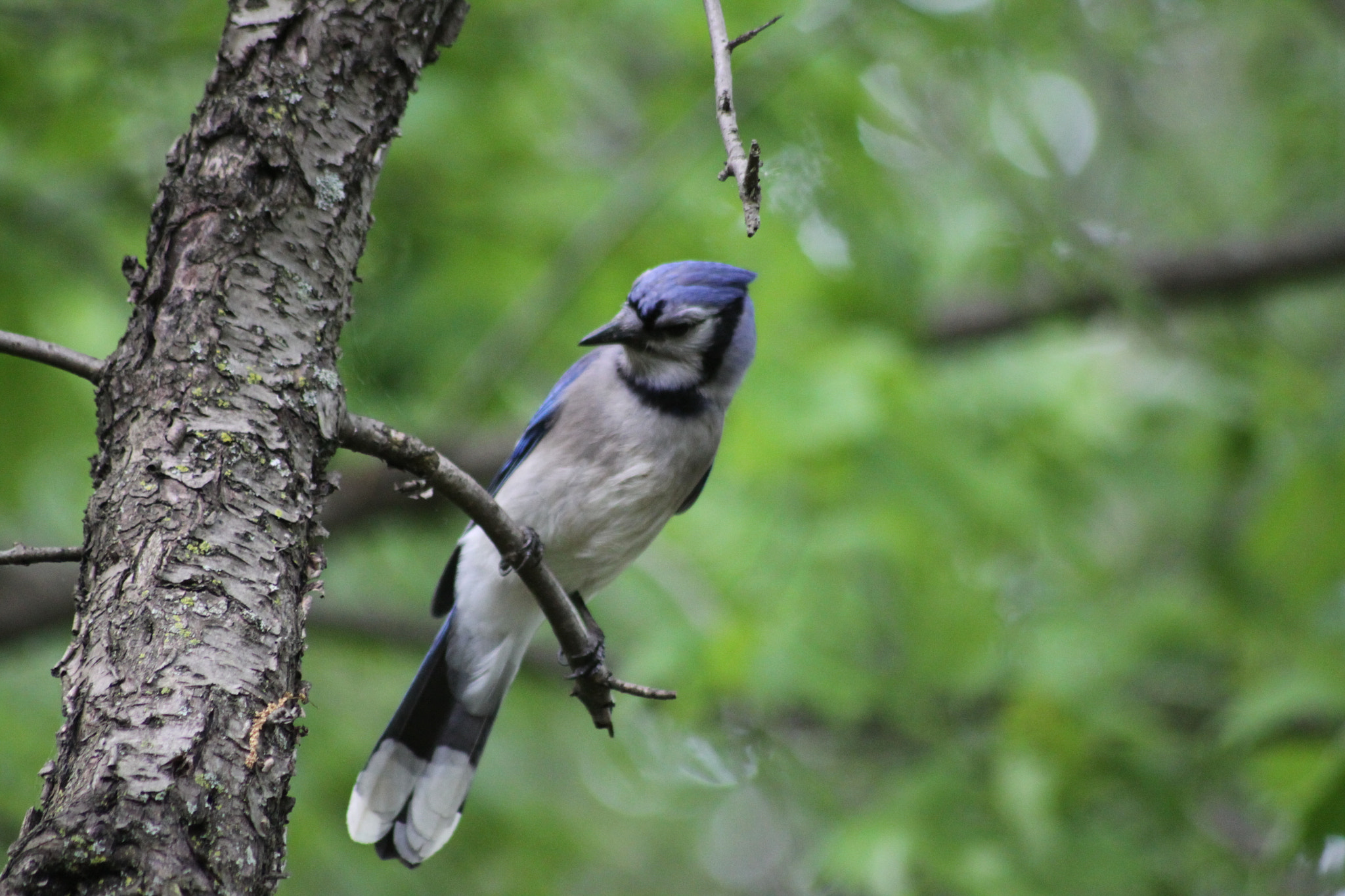 Canon EOS 50D + Sigma 70-300mm F4-5.6 APO DG Macro sample photo. Blue jay photography