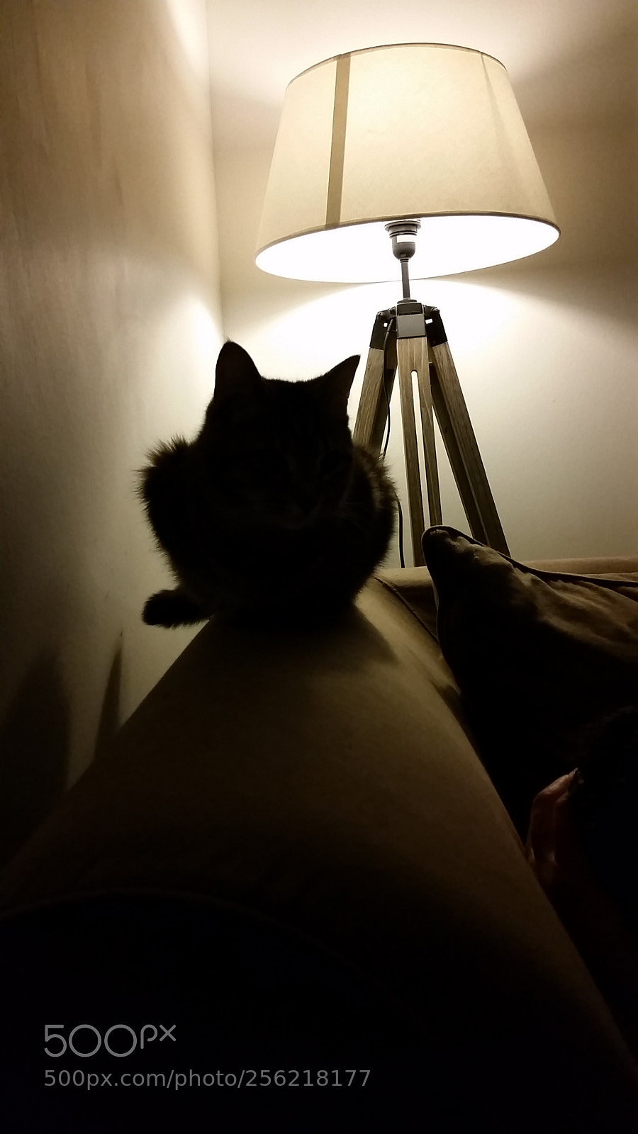 Samsung Galaxy S5 sample photo. Untitled photography