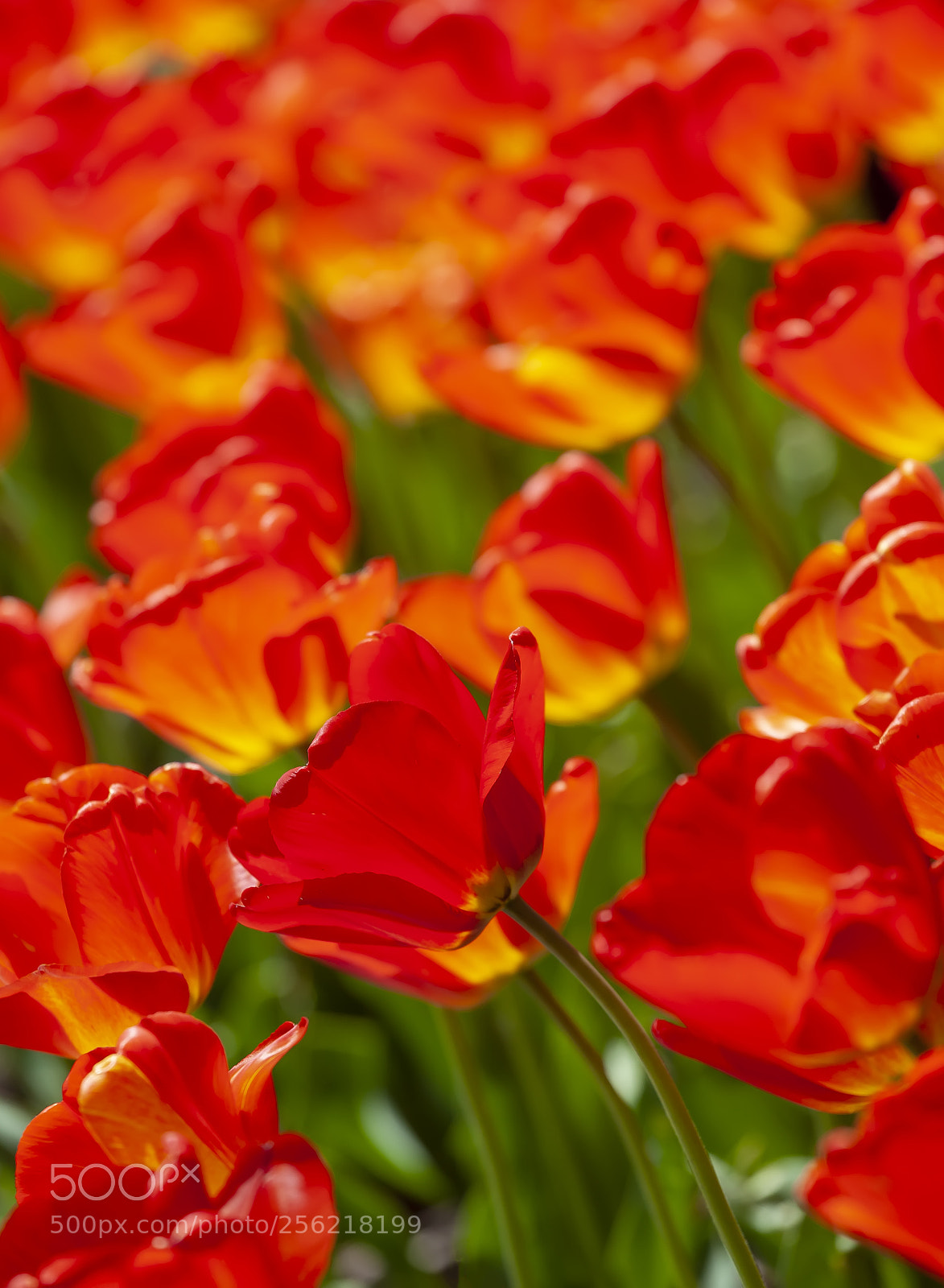 Canon EOS 5D Mark II sample photo. Tulips photography