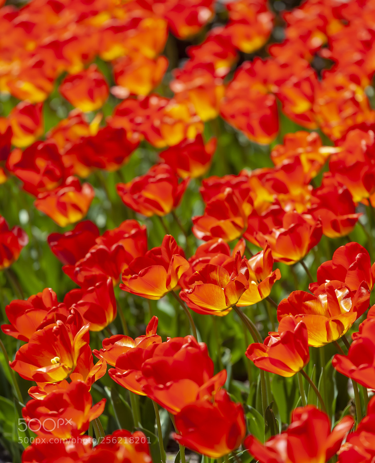 Canon EOS 5D Mark II sample photo. Tulips photography