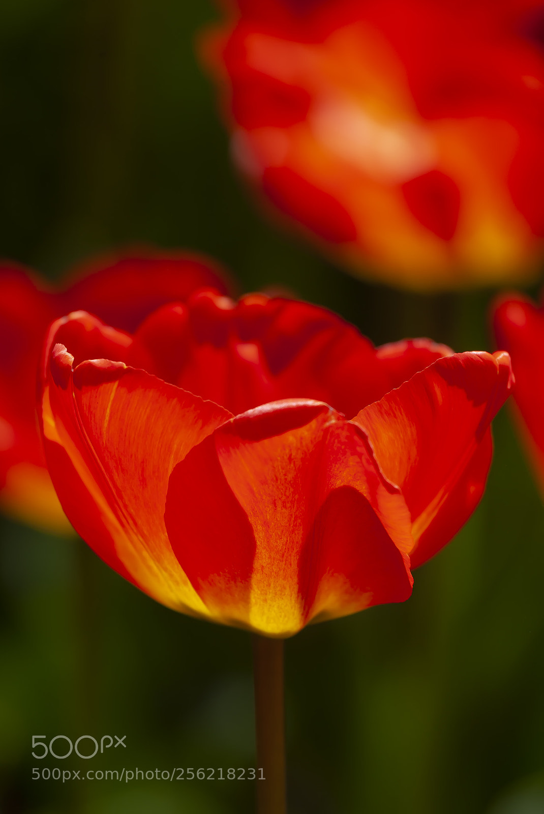 Canon EOS 5D Mark II sample photo. Tulips photography