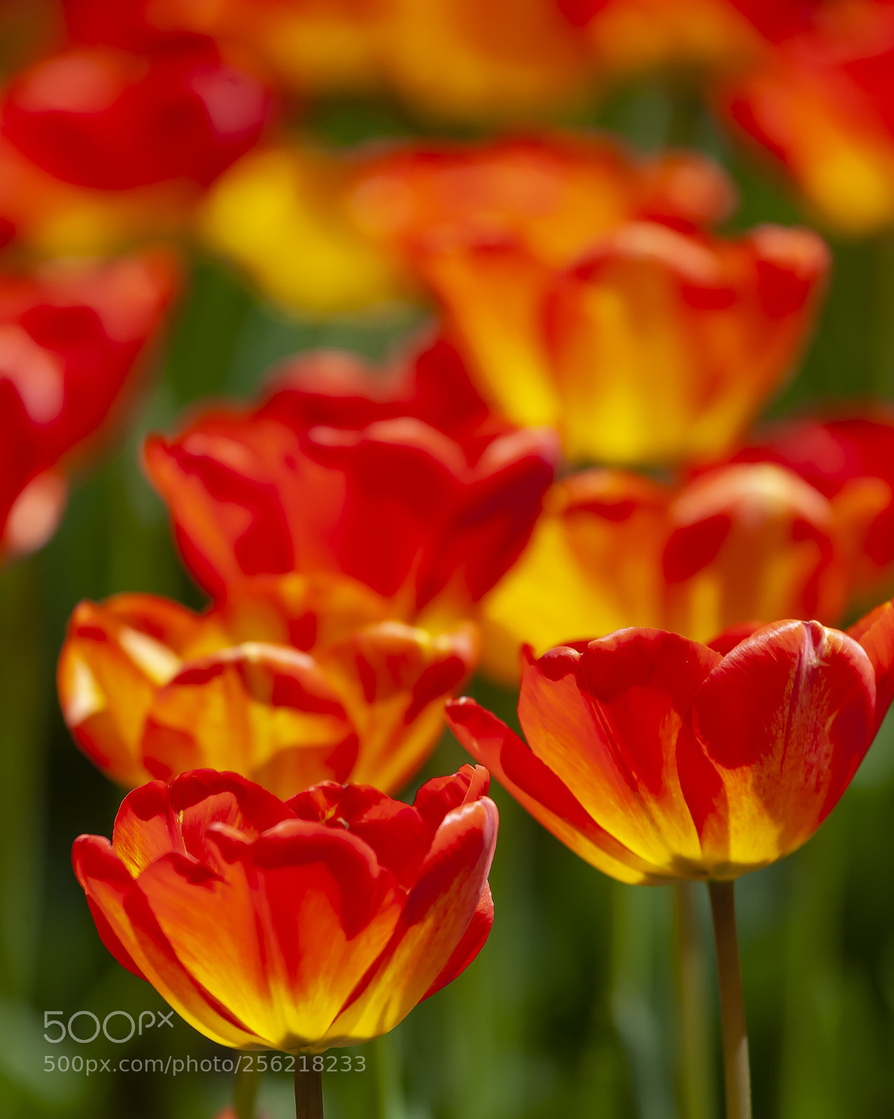 Canon EOS 5D Mark II sample photo. Tulips photography