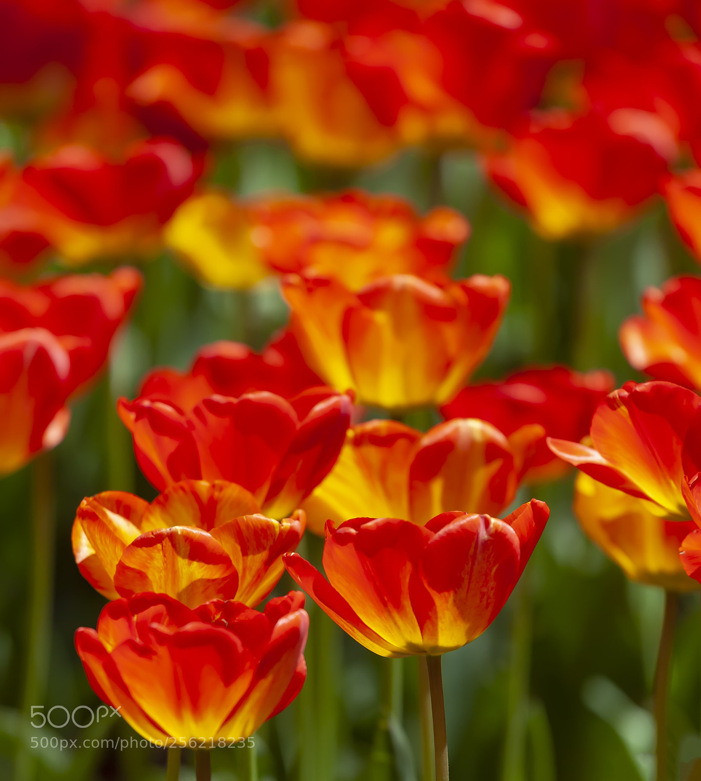 Canon EOS 5D Mark II sample photo. Tulips photography