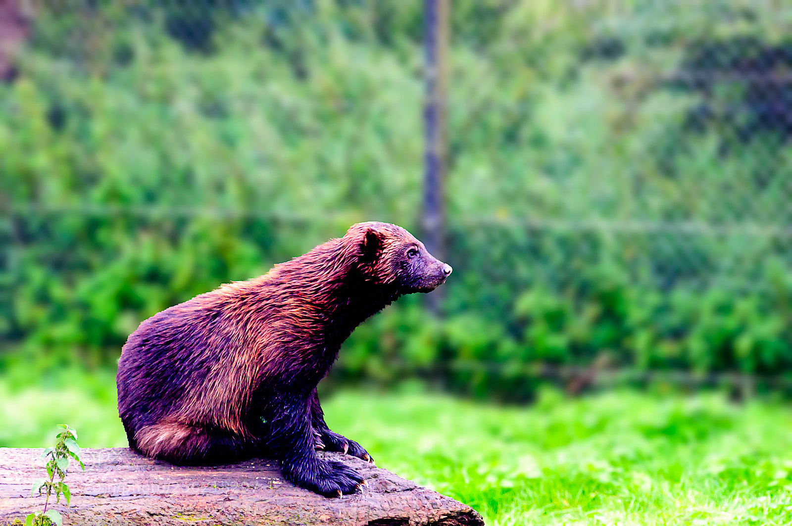 Nikon D90 sample photo. Wolverine photography