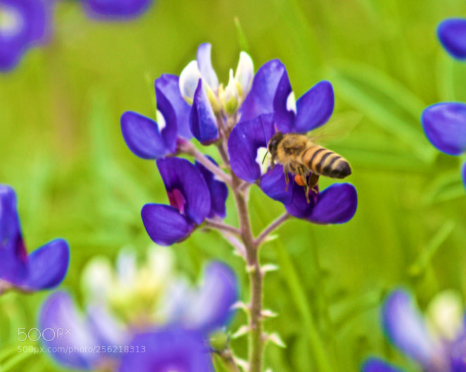 Canon EOS 5D Mark II sample photo. Busy bee photography