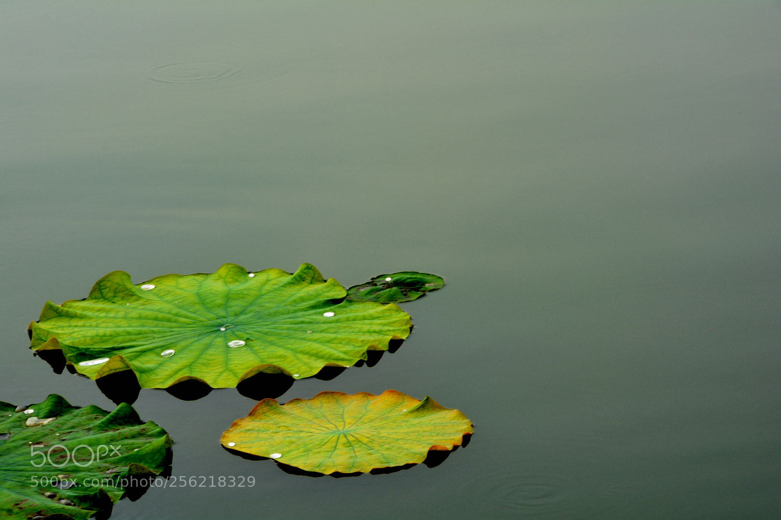 Nikon D5200 sample photo. Lotus leaf photography