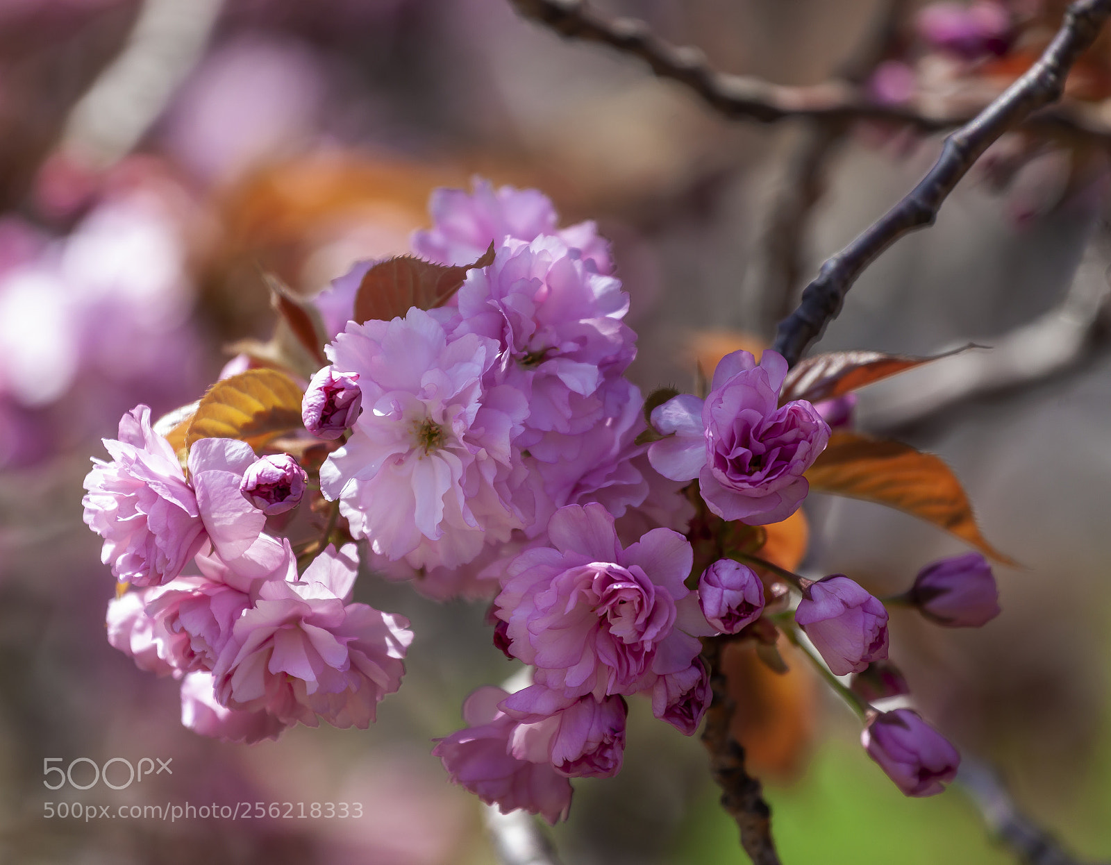 Canon EOS 5D Mark II sample photo. Cherry blossoms photography