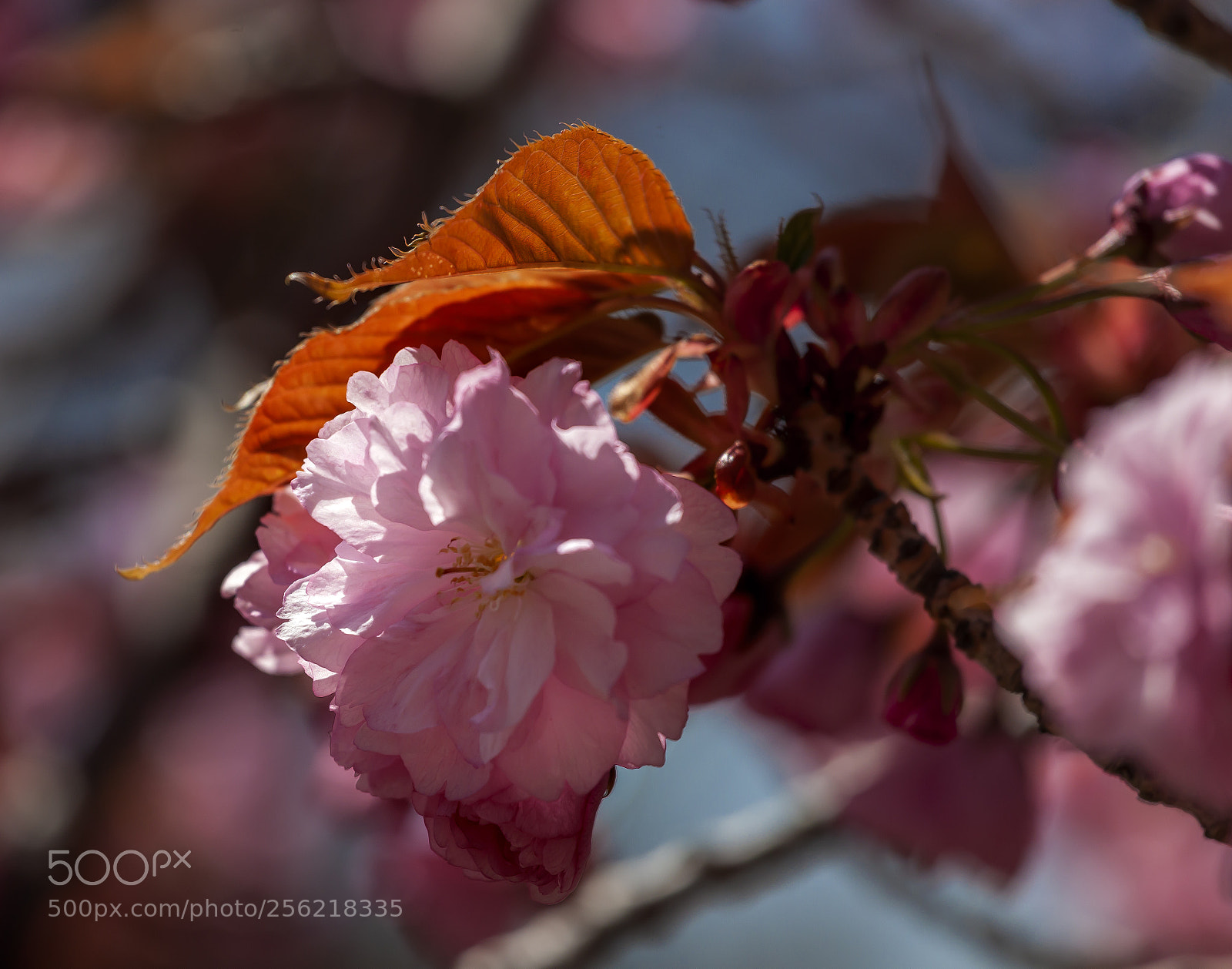 Canon EOS 5D Mark II sample photo. Cherry blossoms photography