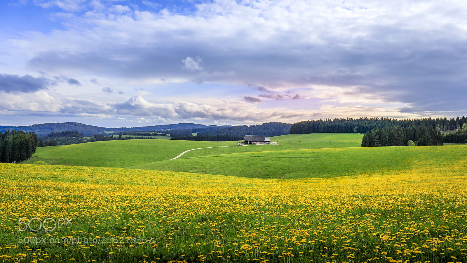 Canon EOS 5D Mark IV sample photo. Löwenzahnmeer photography