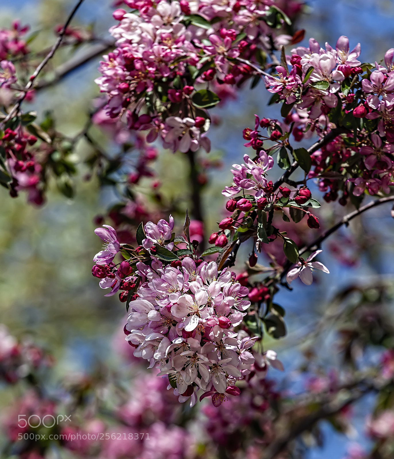 Canon EOS 5D Mark II sample photo. Cherry blossoms photography
